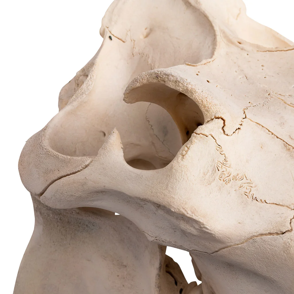 taxidermy hippopotamus skull 8.jpg