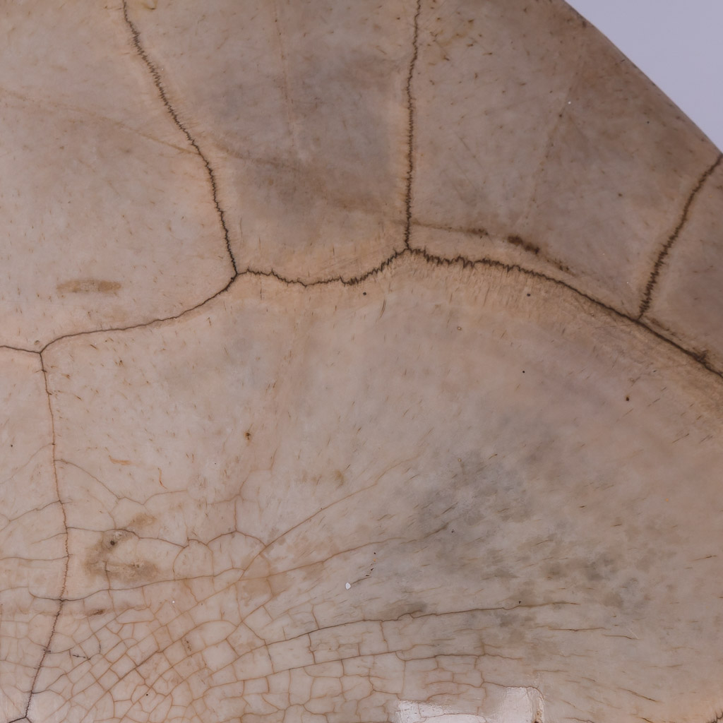 blonde turtle shell carapace white loggerhead 7.jpg