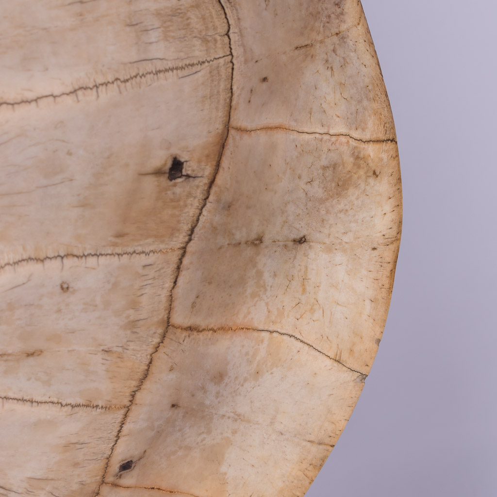 blonde turtle shell carapace white loggerhead 9.jpg