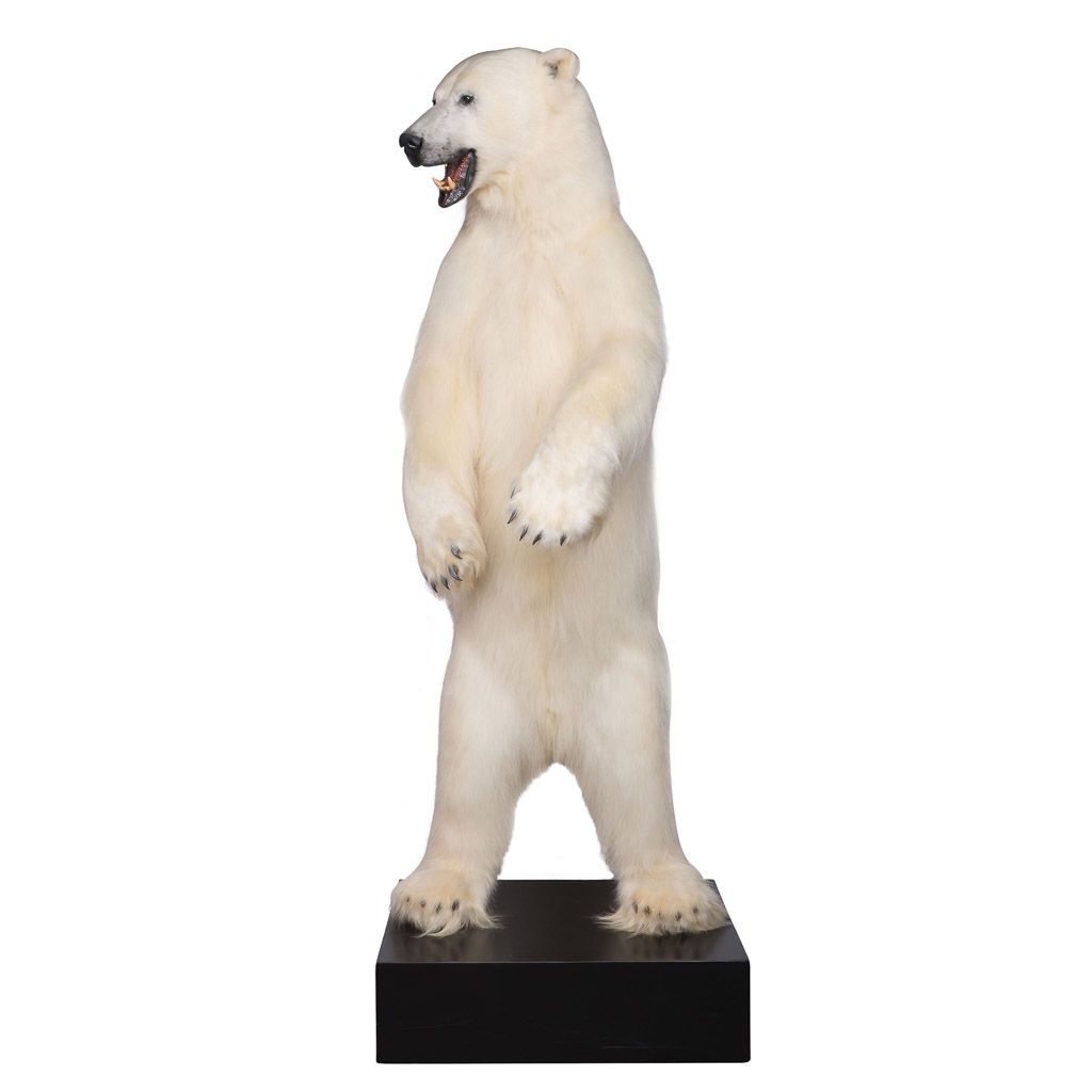 polar bear taxidermy 1.jpg