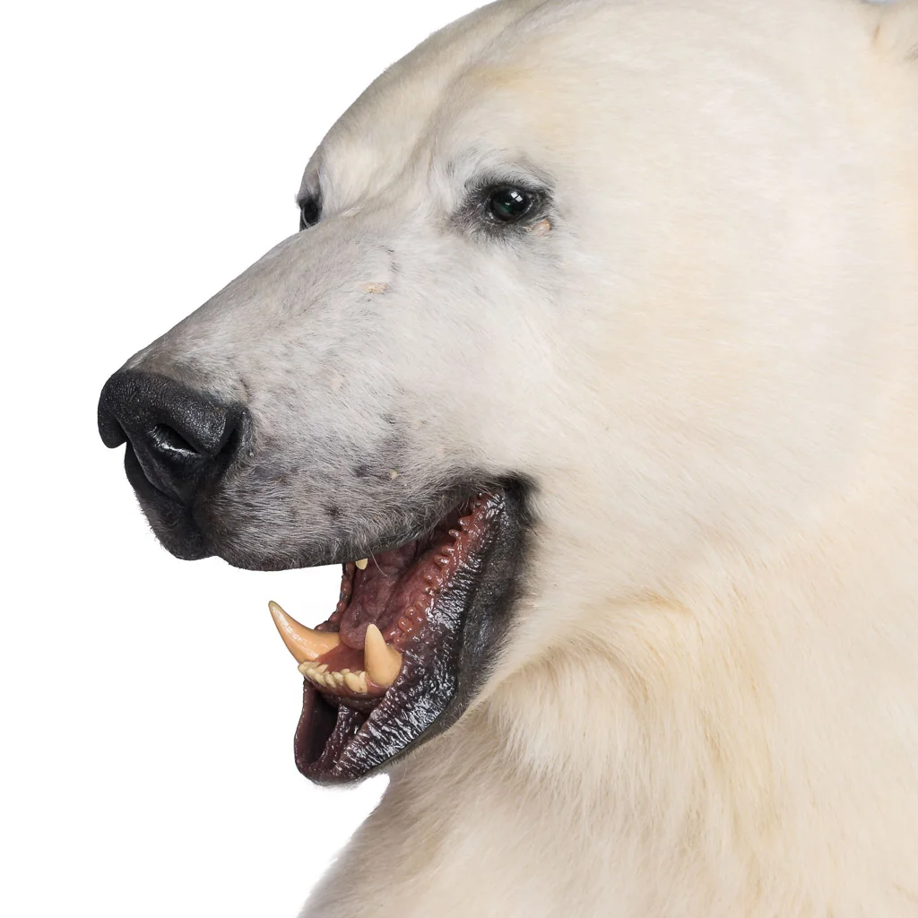 polar bear taxidermy 11.jpg