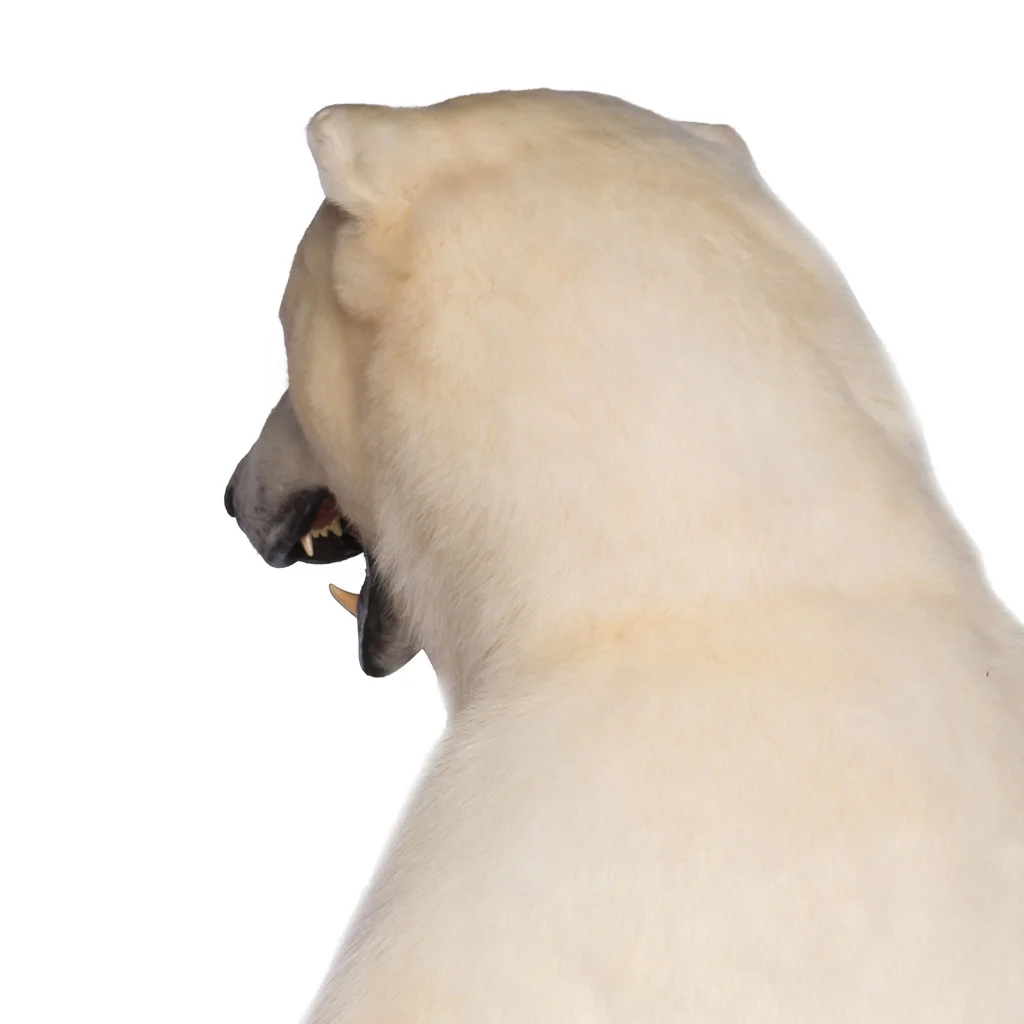 polar bear taxidermy 18.jpg