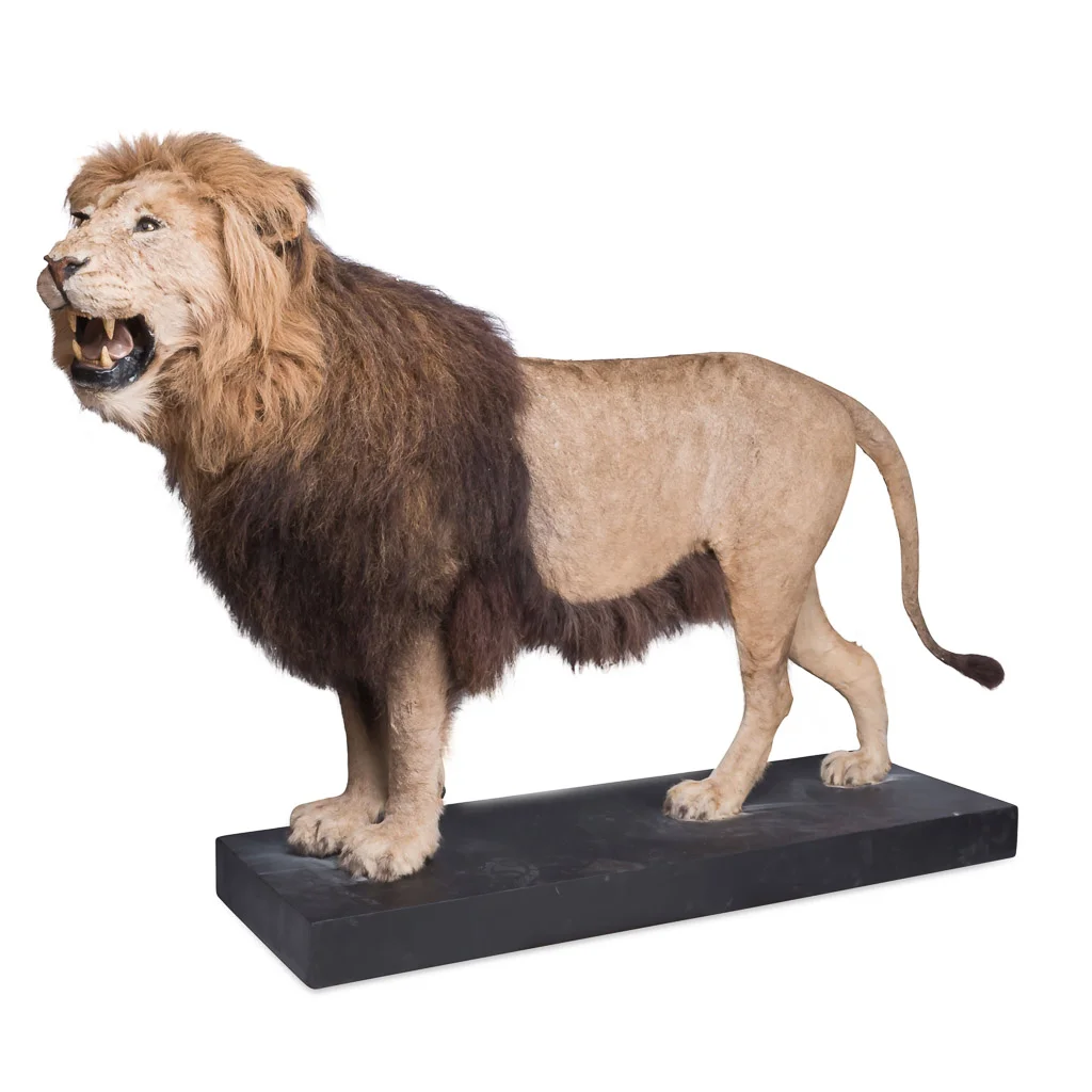 A superb taxidermy male African lion, late 20th century