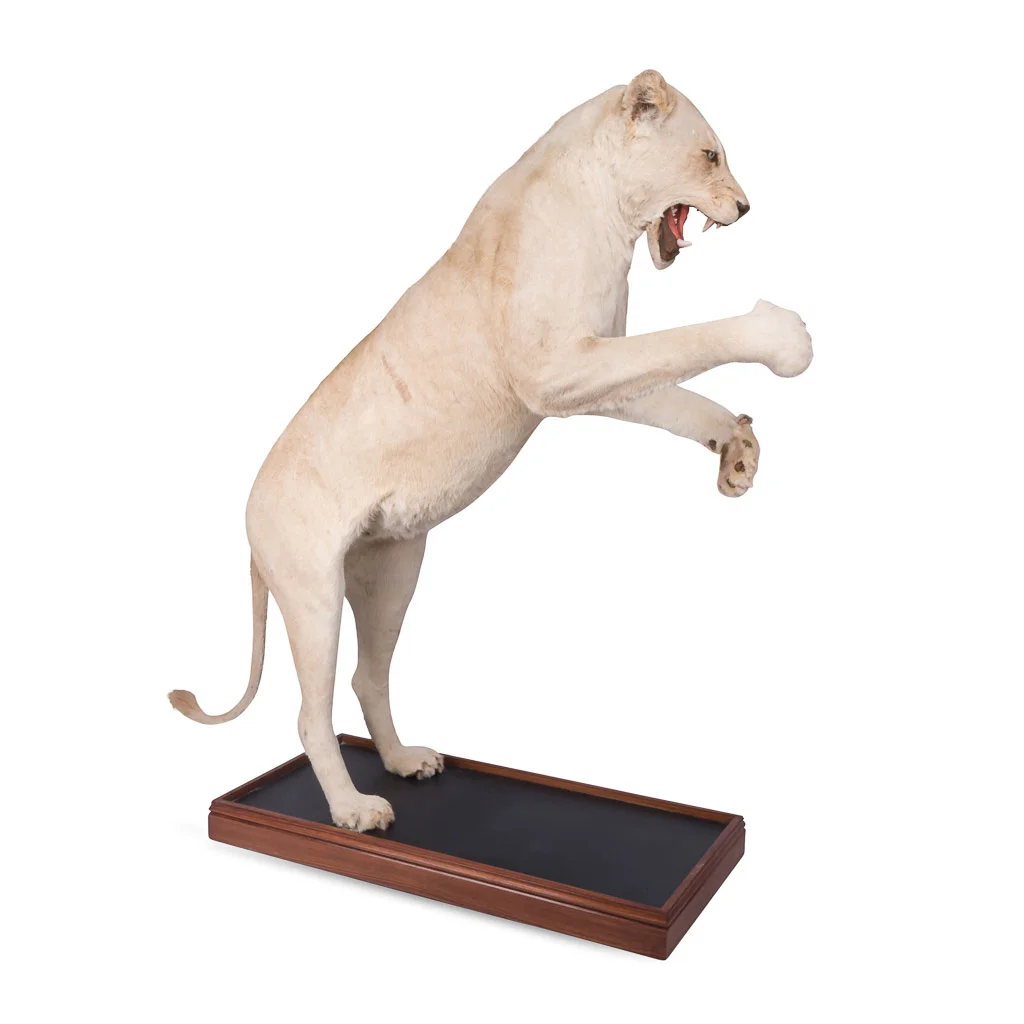 lioness lion taxidermy stuffed 1.jpg