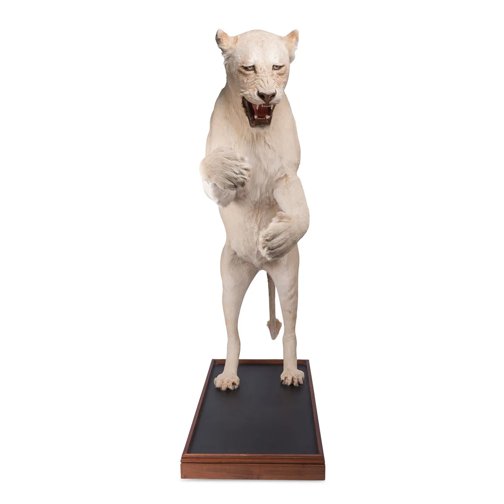 lioness lion taxidermy stuffed 2.jpg