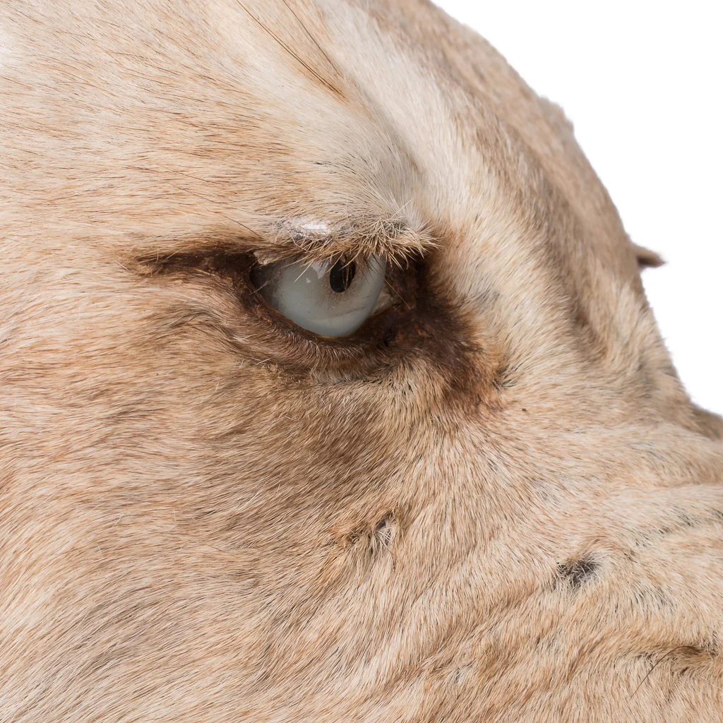 lioness lion taxidermy stuffed 5.jpg