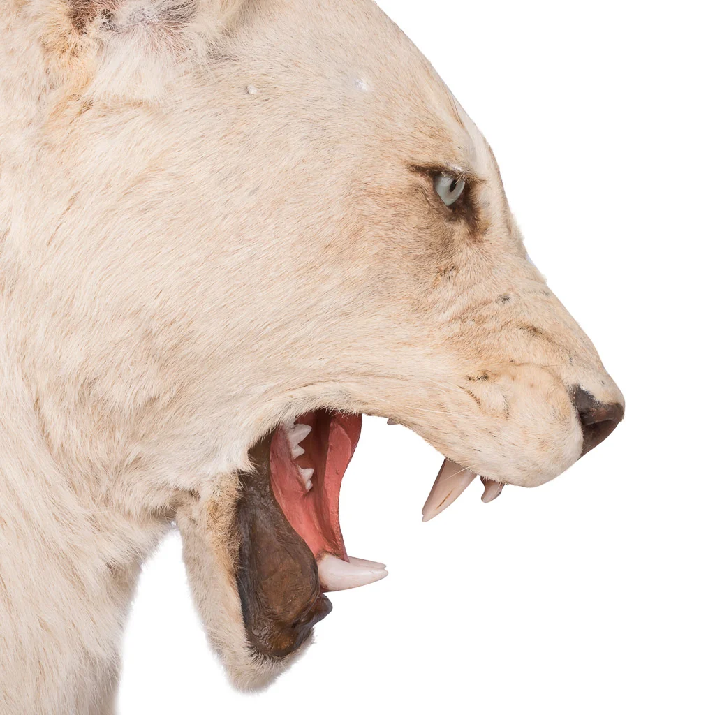 lioness lion taxidermy stuffed 4.jpg