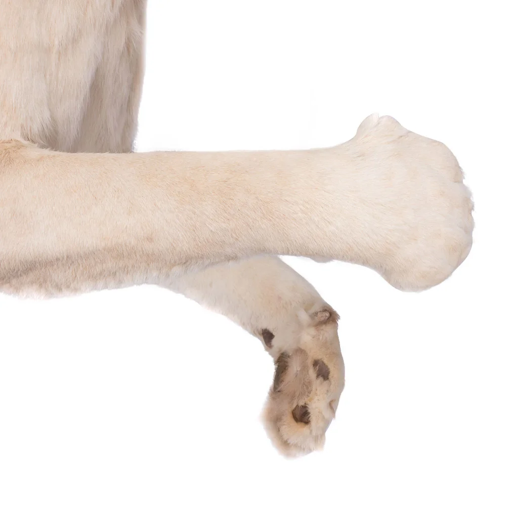 lioness lion taxidermy stuffed 10.jpg
