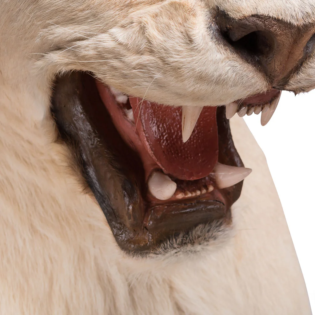 lioness lion taxidermy stuffed 9.jpg