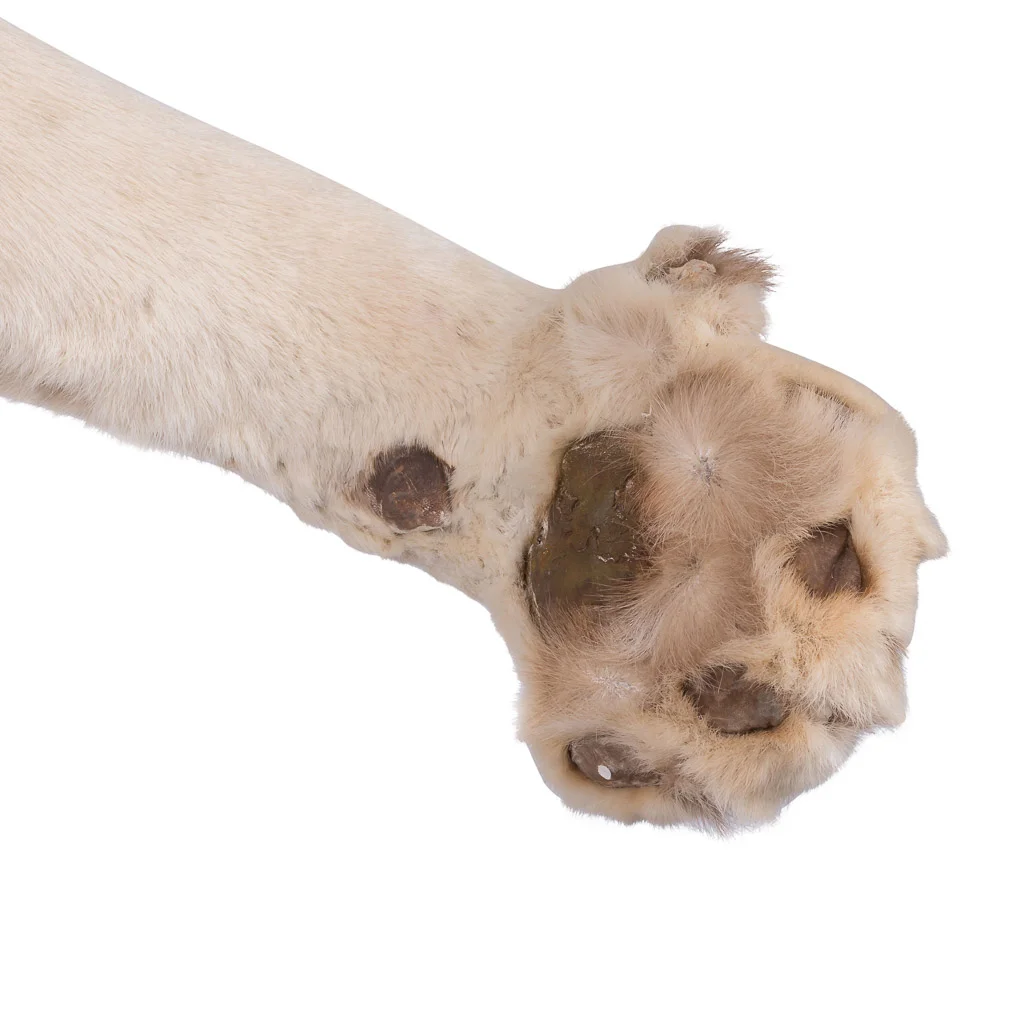 lioness lion taxidermy stuffed 13.jpg