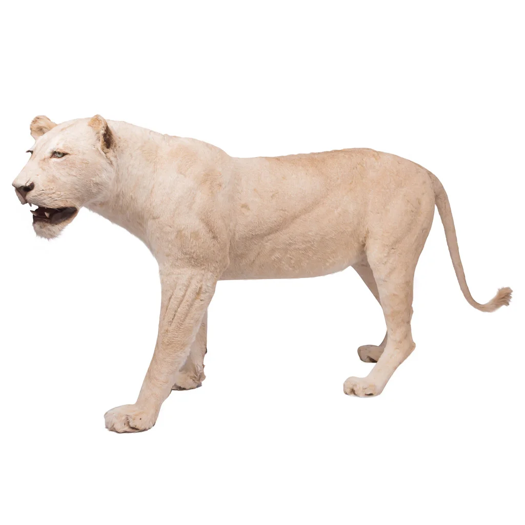 A lovely taxidermy study of a prowling white lioness, modern
