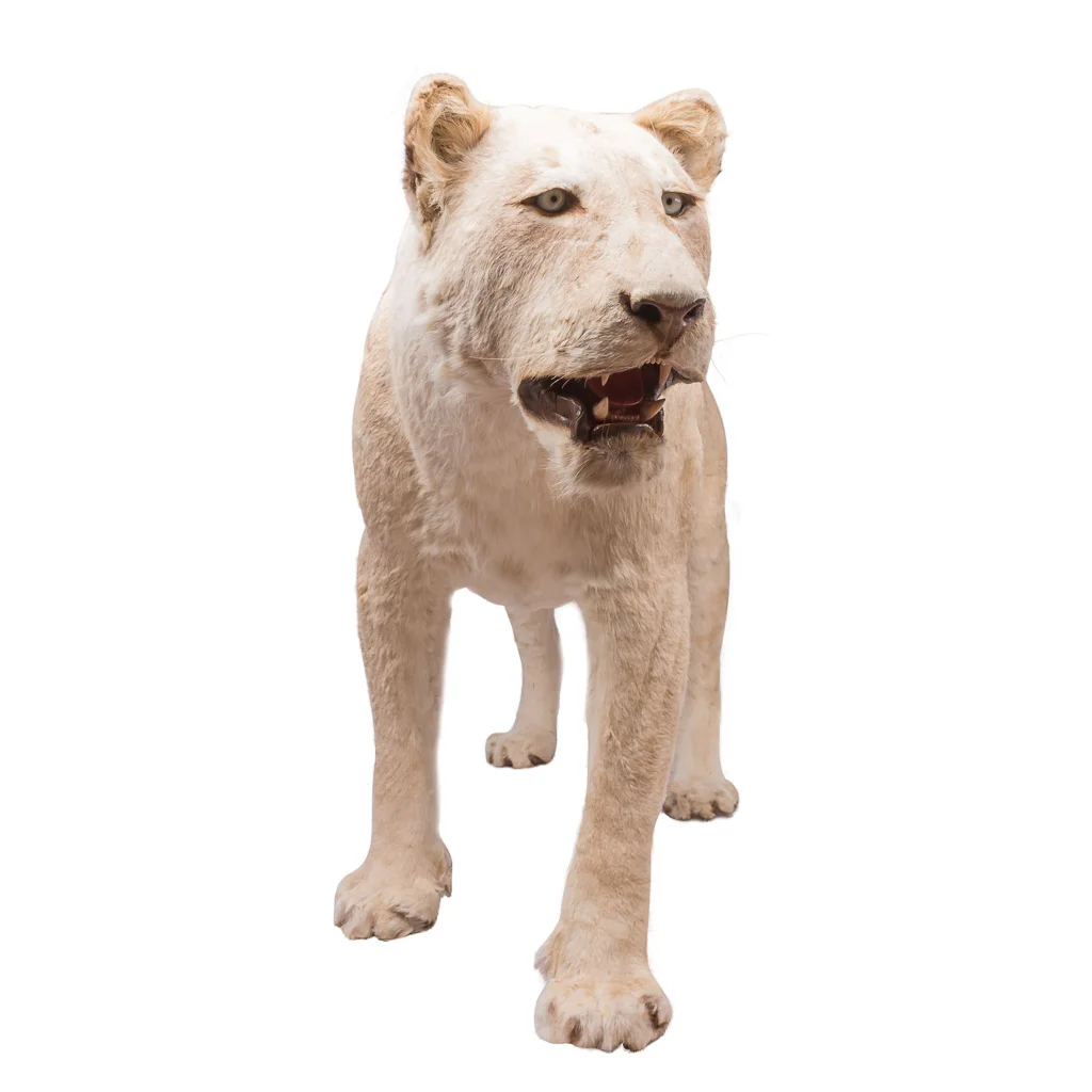 lioness taxidermy lion stuffed 3.jpg