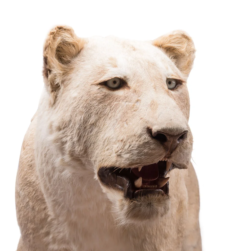 lioness taxidermy lion stuffed 4.jpg