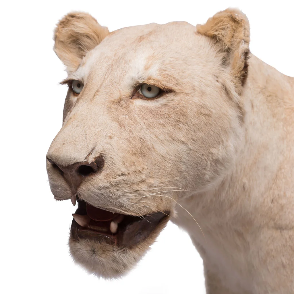 lioness taxidermy lion stuffed 7.jpg