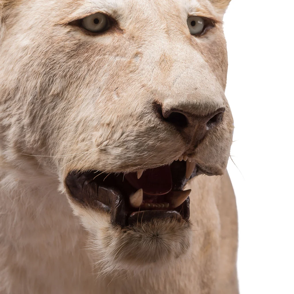 lioness taxidermy lion stuffed 6.jpg