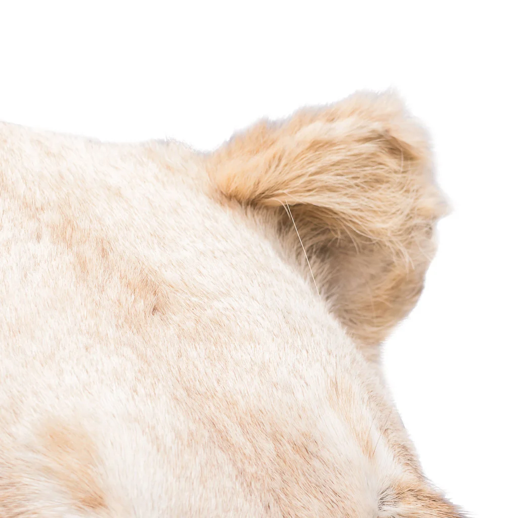 lioness taxidermy lion stuffed 14.jpg