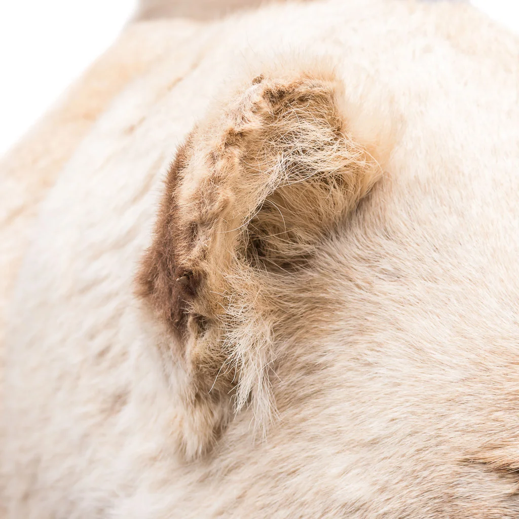 lioness taxidermy lion stuffed 13.jpg