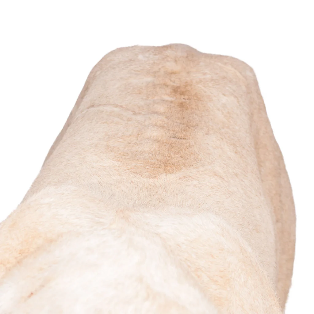 lioness taxidermy lion stuffed 15.jpg