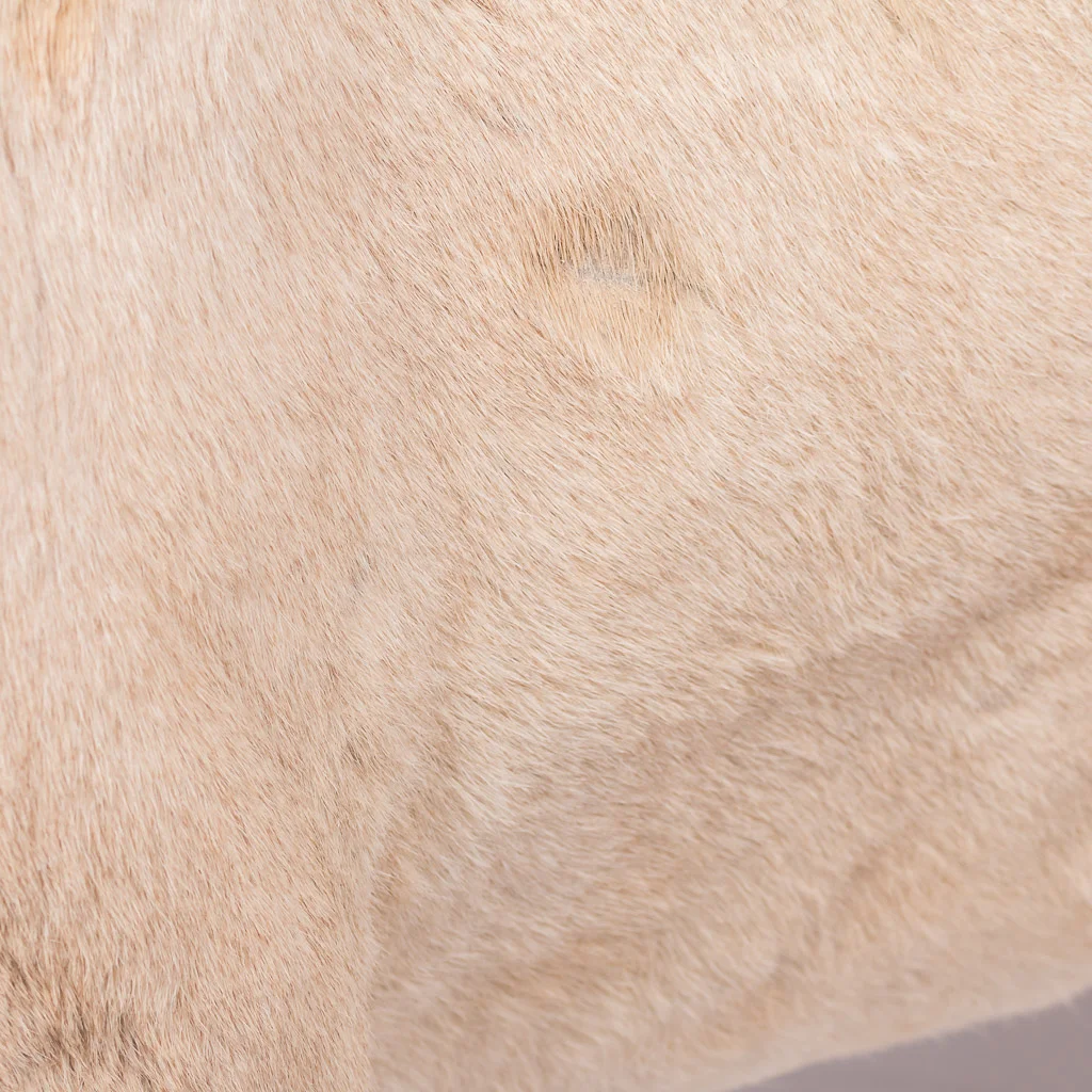 lioness taxidermy lion stuffed 19.jpg