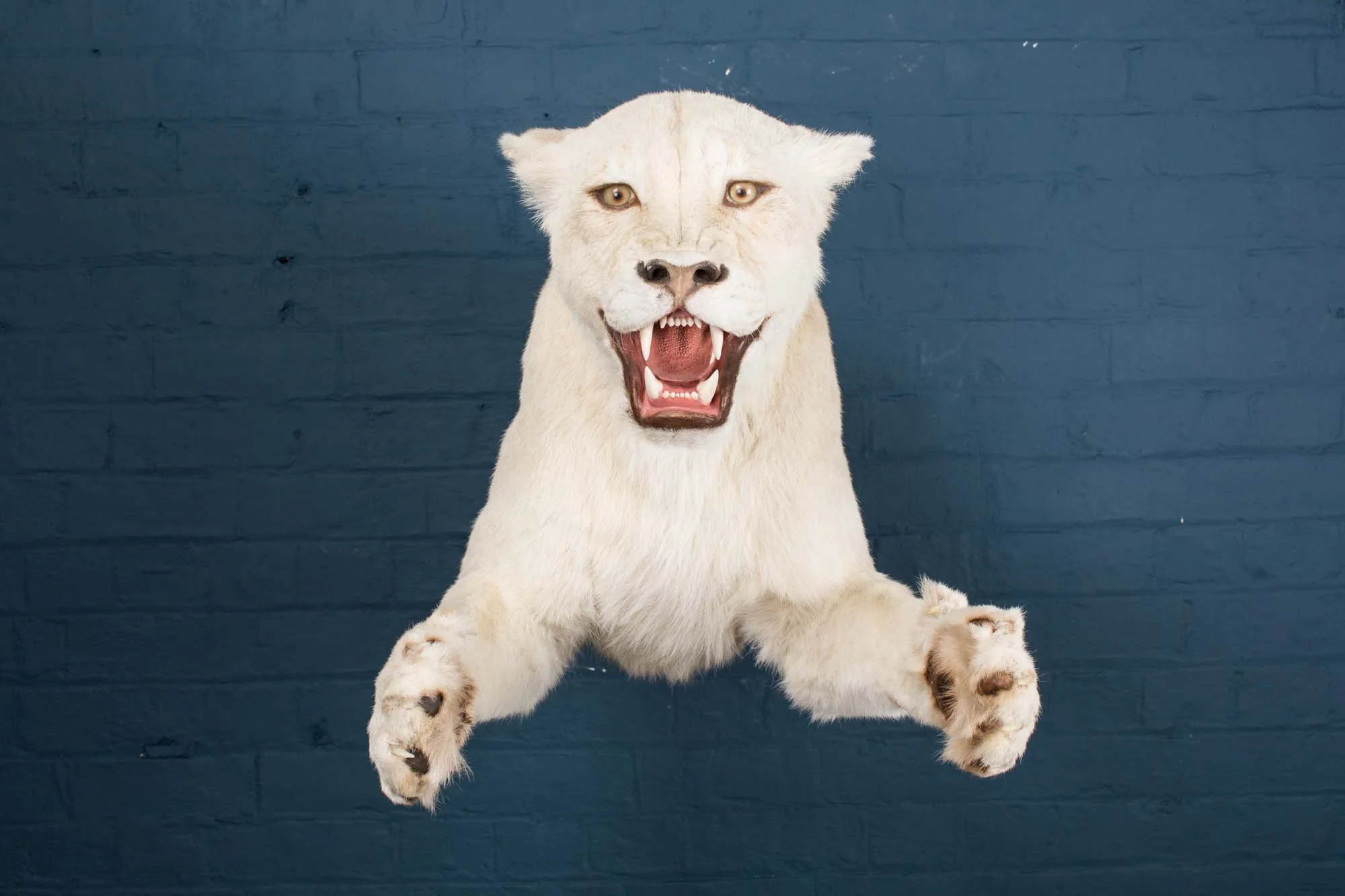 Half mount taxidermy white African lioness, late 20th century
