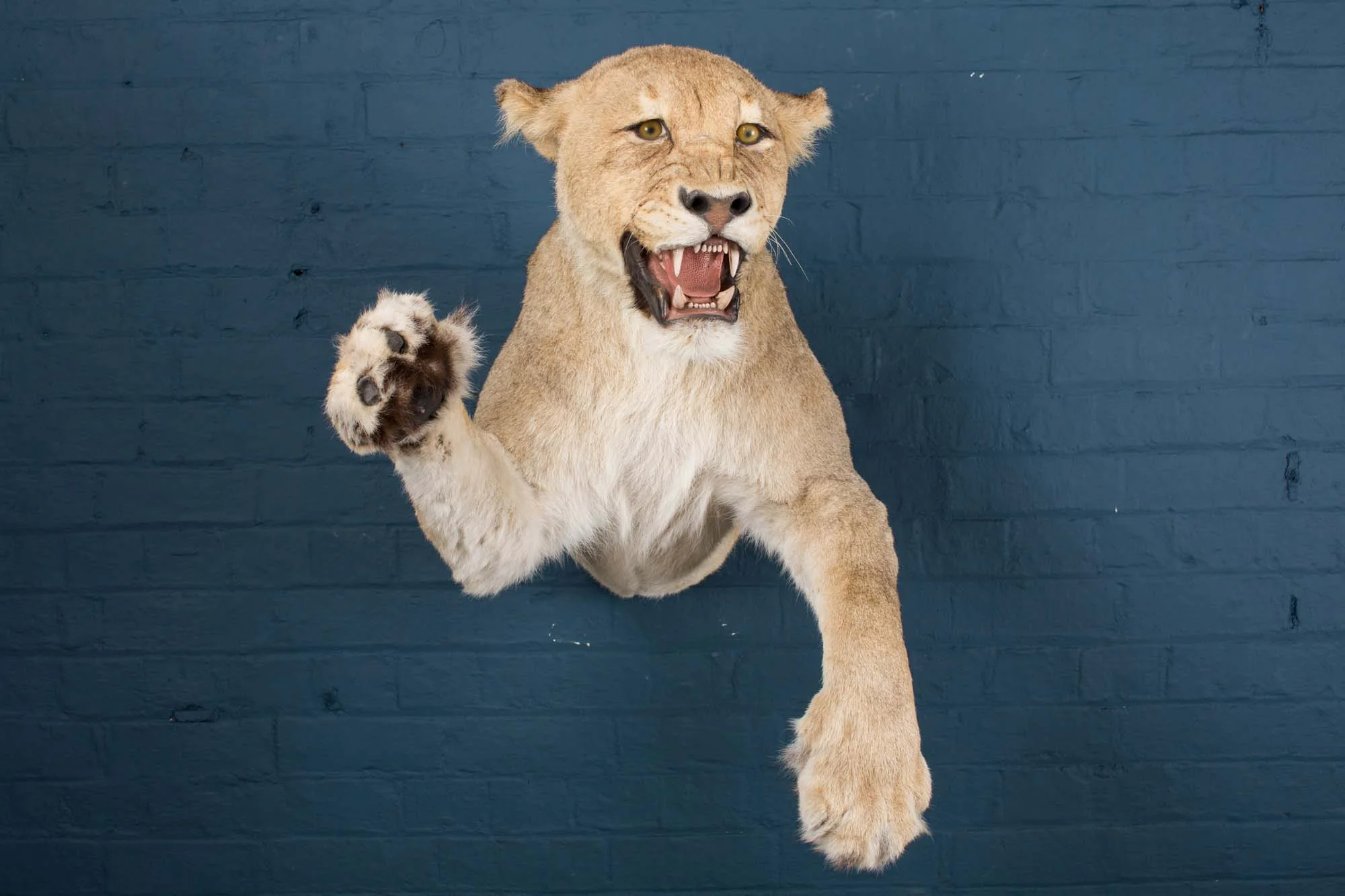 A half mount taxidermy lioness, late 20th century