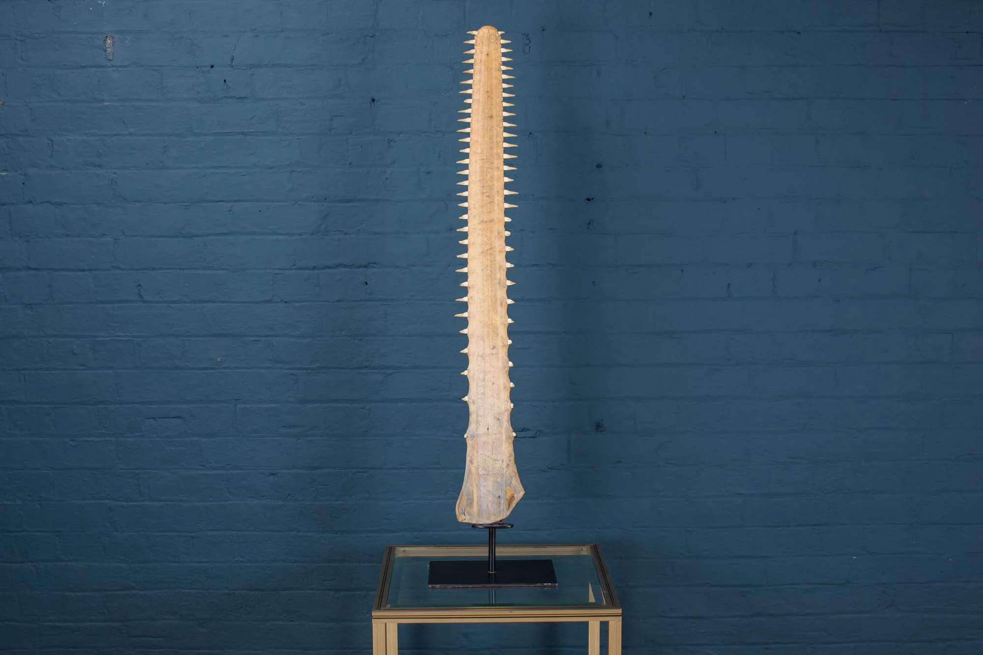 An antique sawfish rostrum, circa 1900