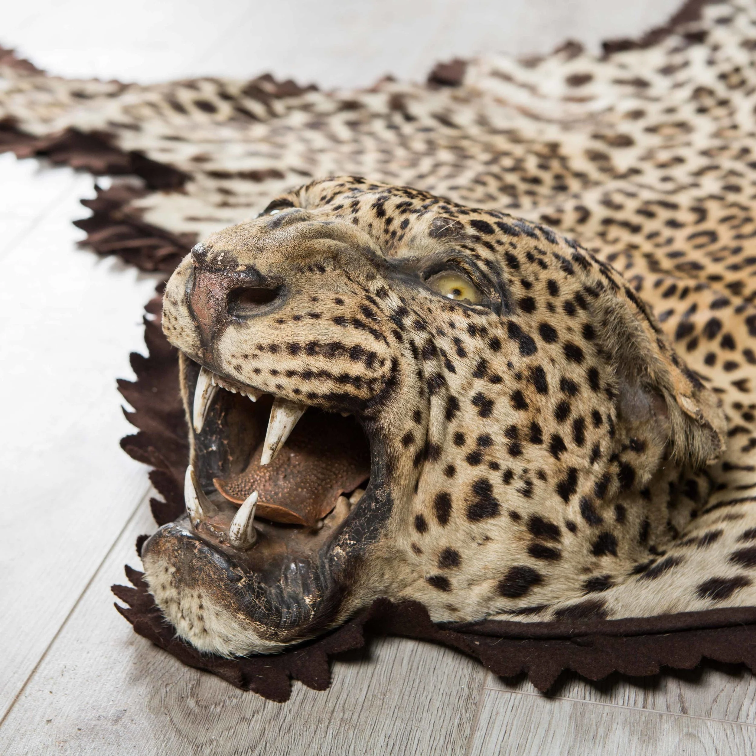 CHEETAH_01-3.jpg