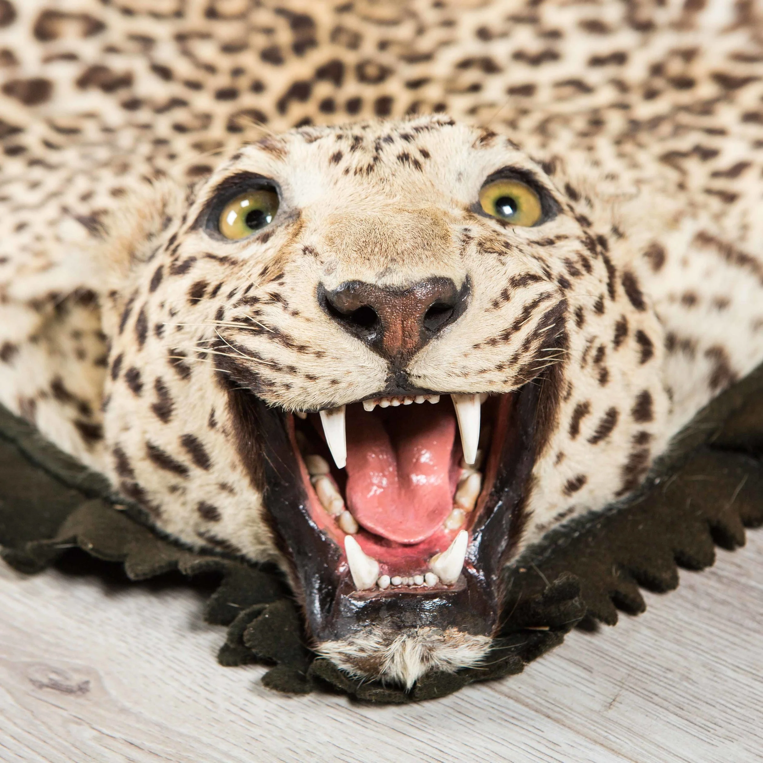 LEOPARD_01-3.jpg