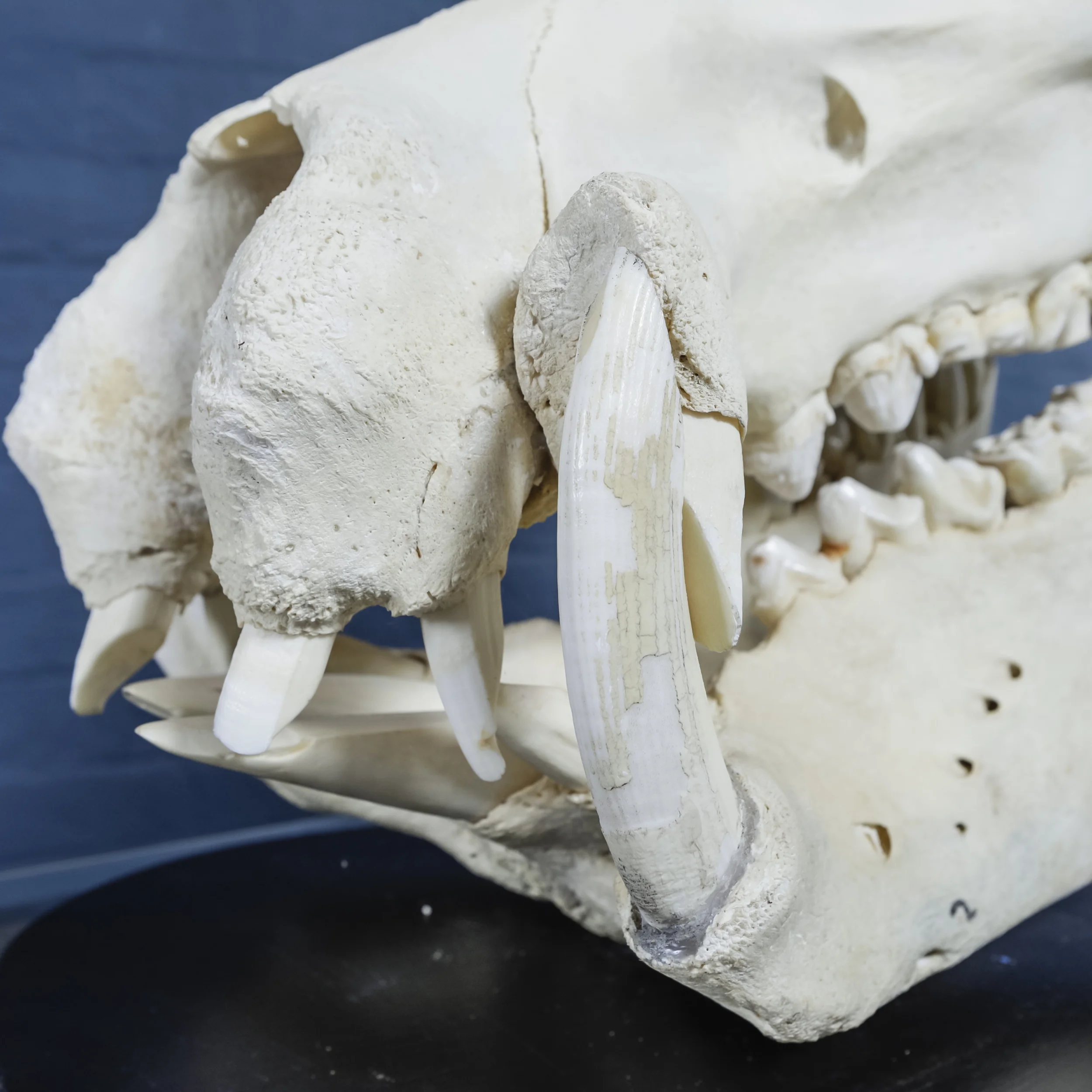 Hippo Skull-9.jpg