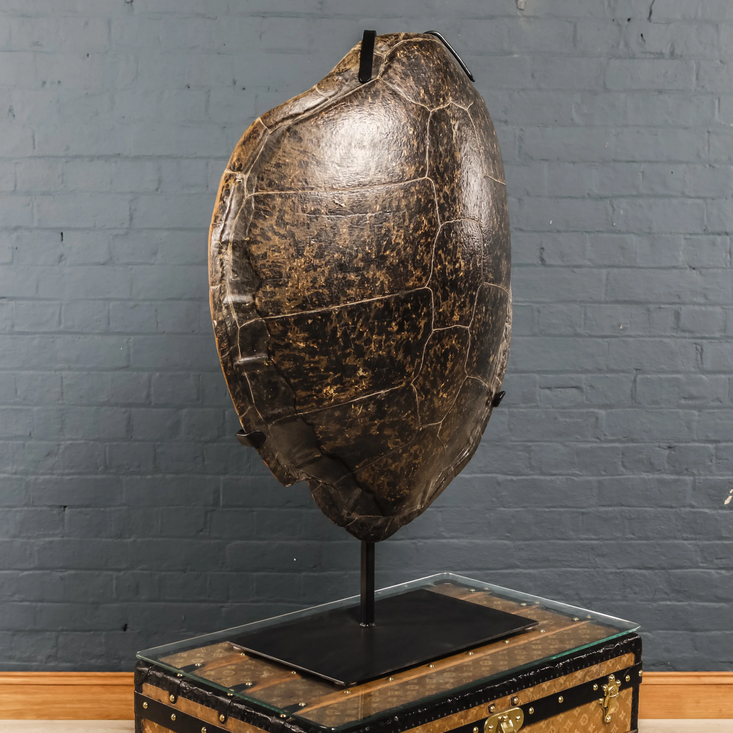 Rare green turtle shell, early 20th century