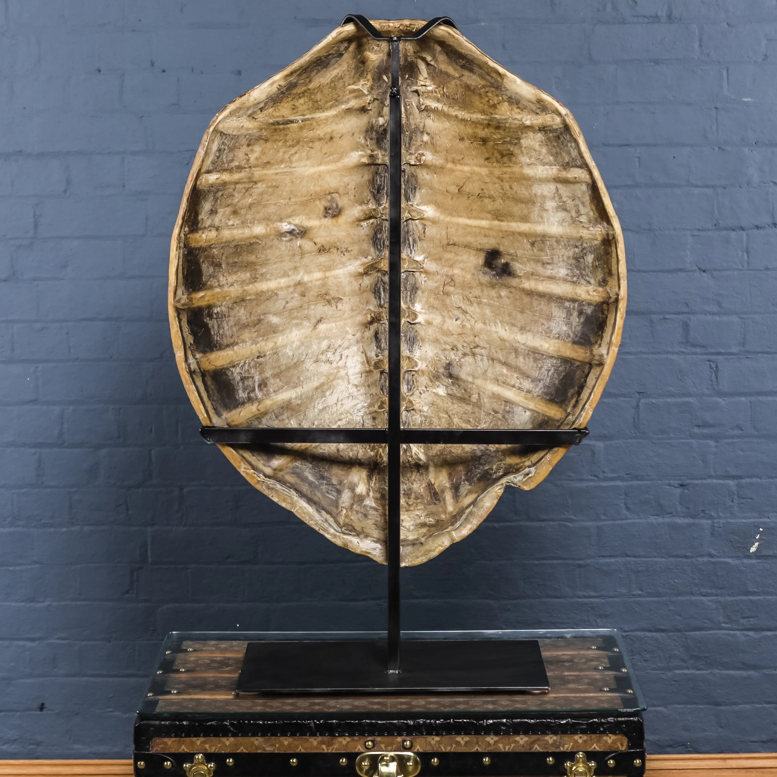 Turtle Shell Two-5.jpg