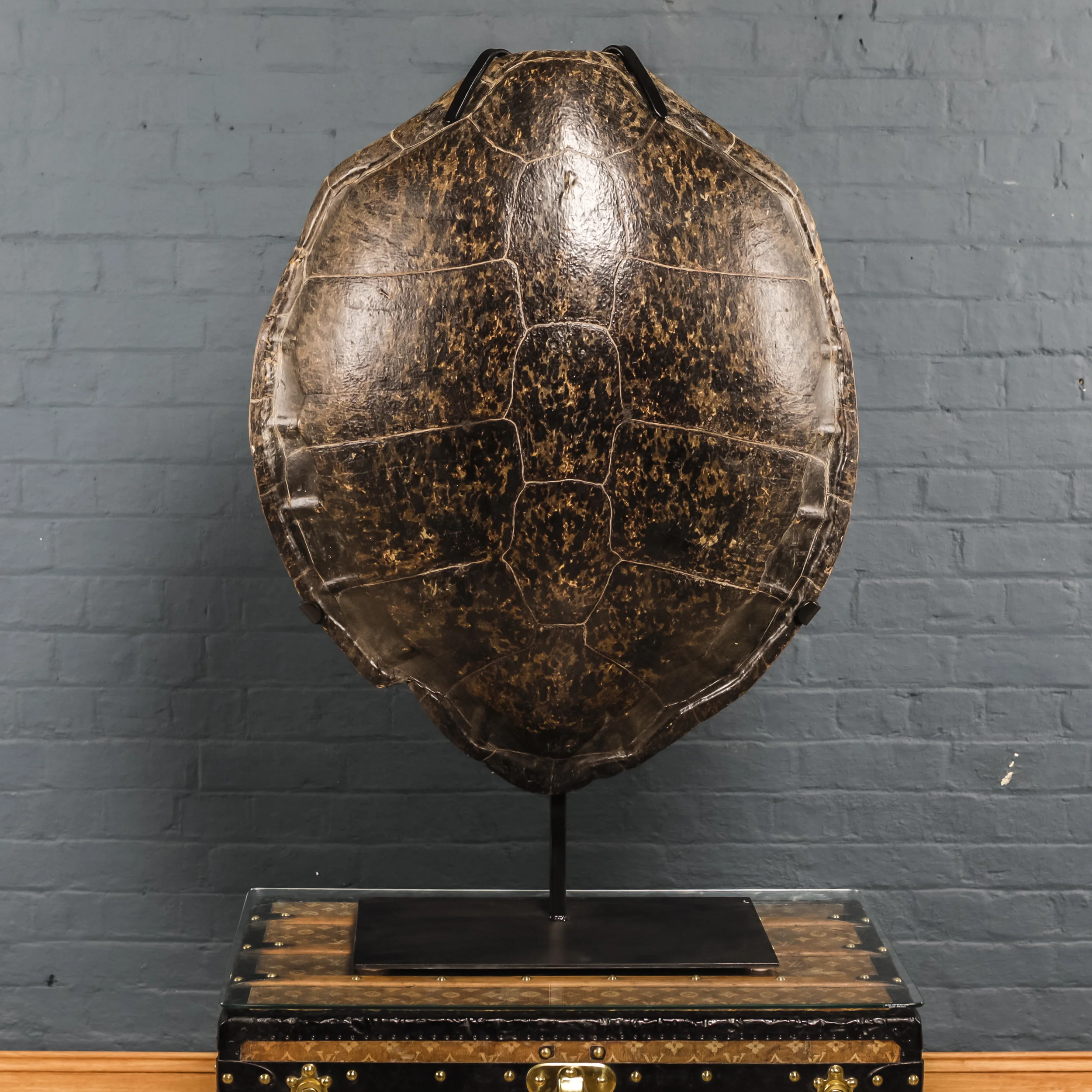 Turtle Shell Two-2.jpg