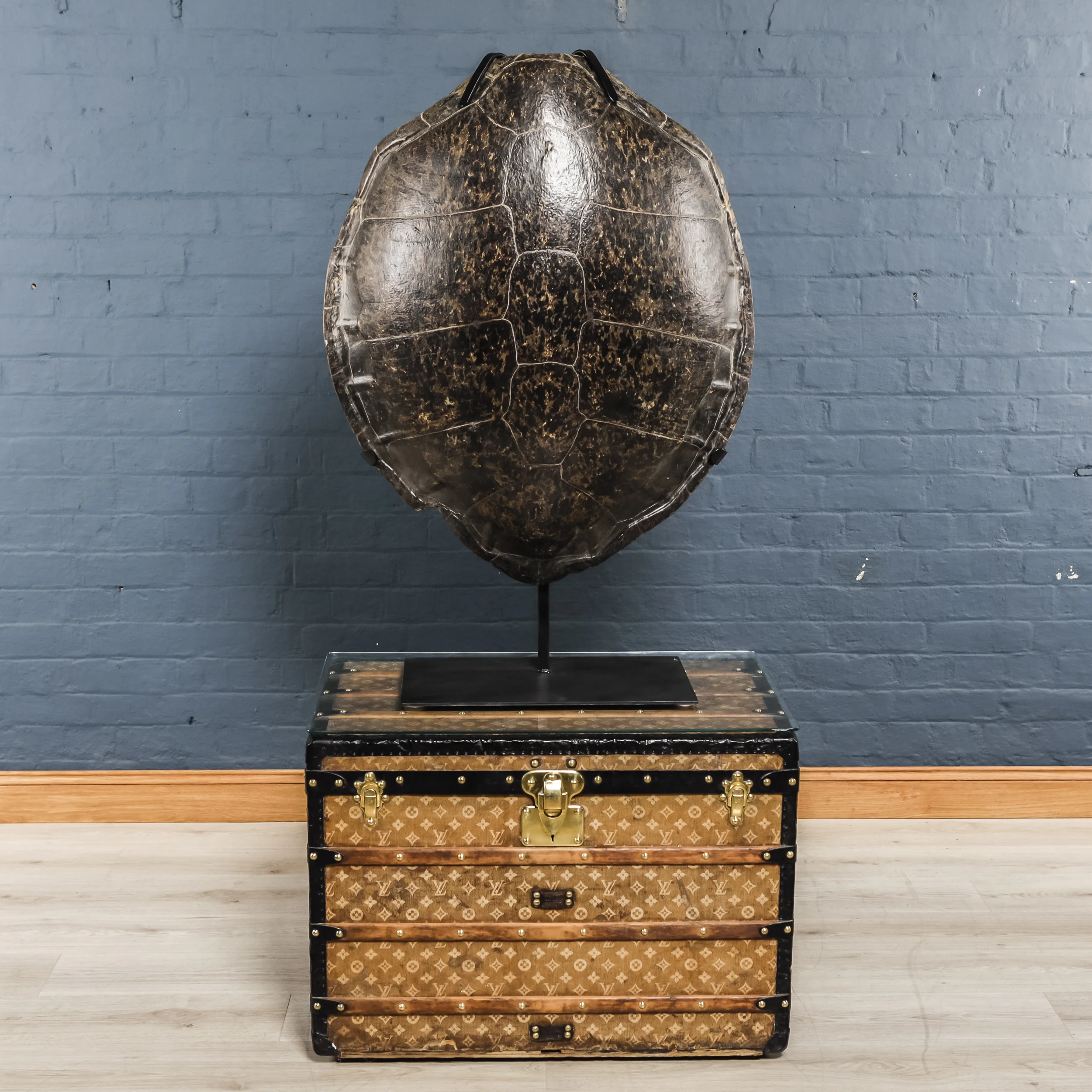 Turtle Shell Two-3.jpg