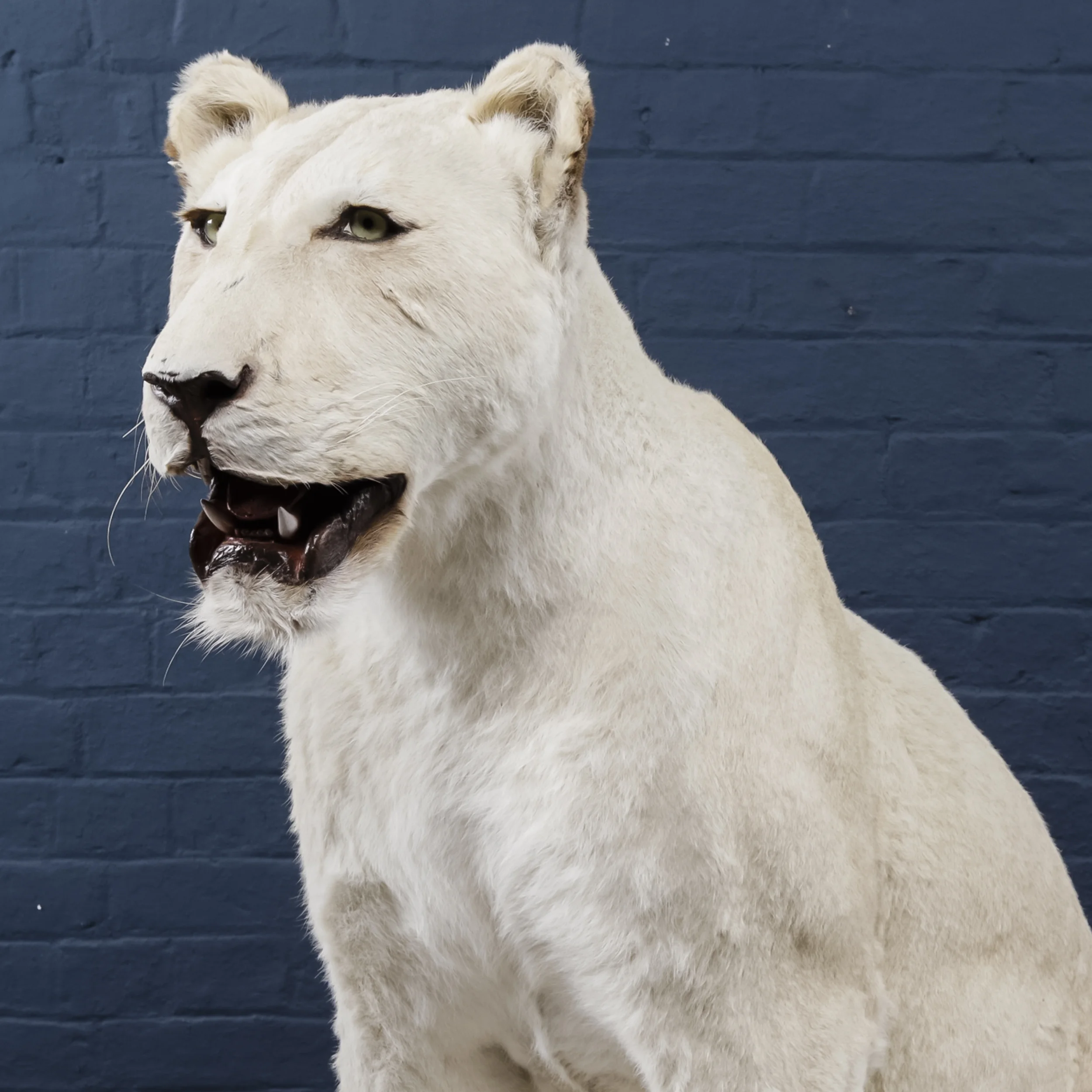 Lioness Two-2.jpg