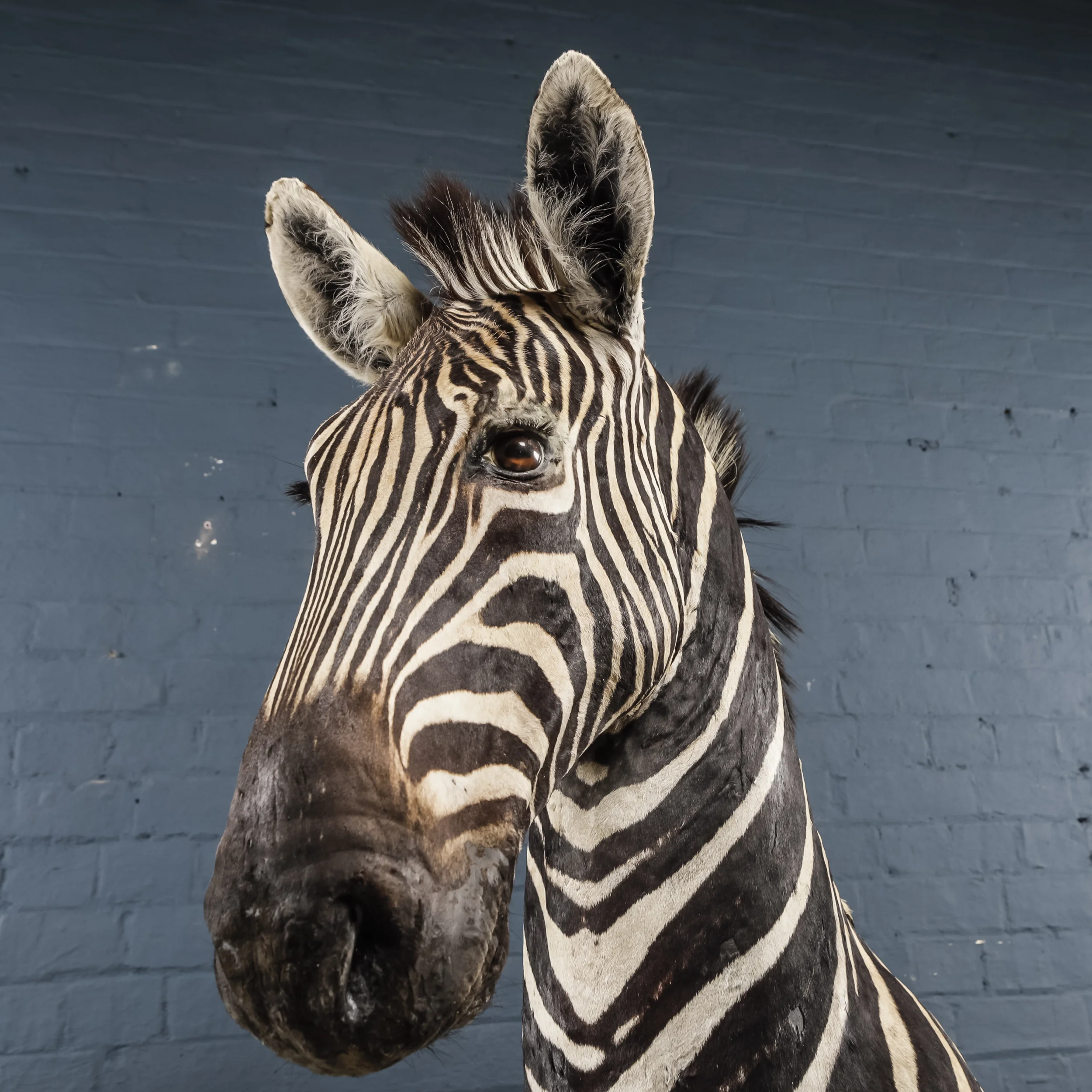 Zebra Bust Two-7.jpg