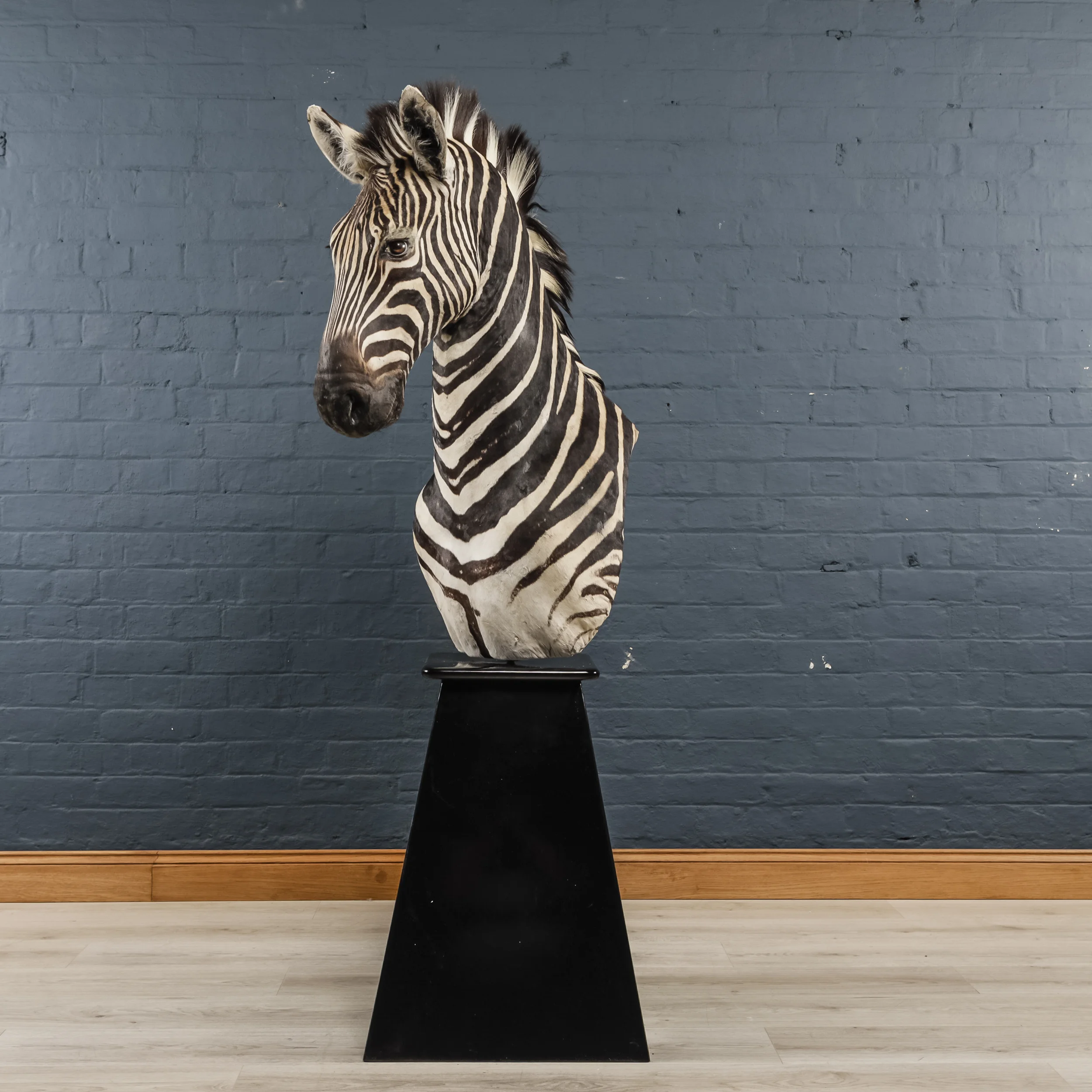 Zebra Bust Two-5.jpg