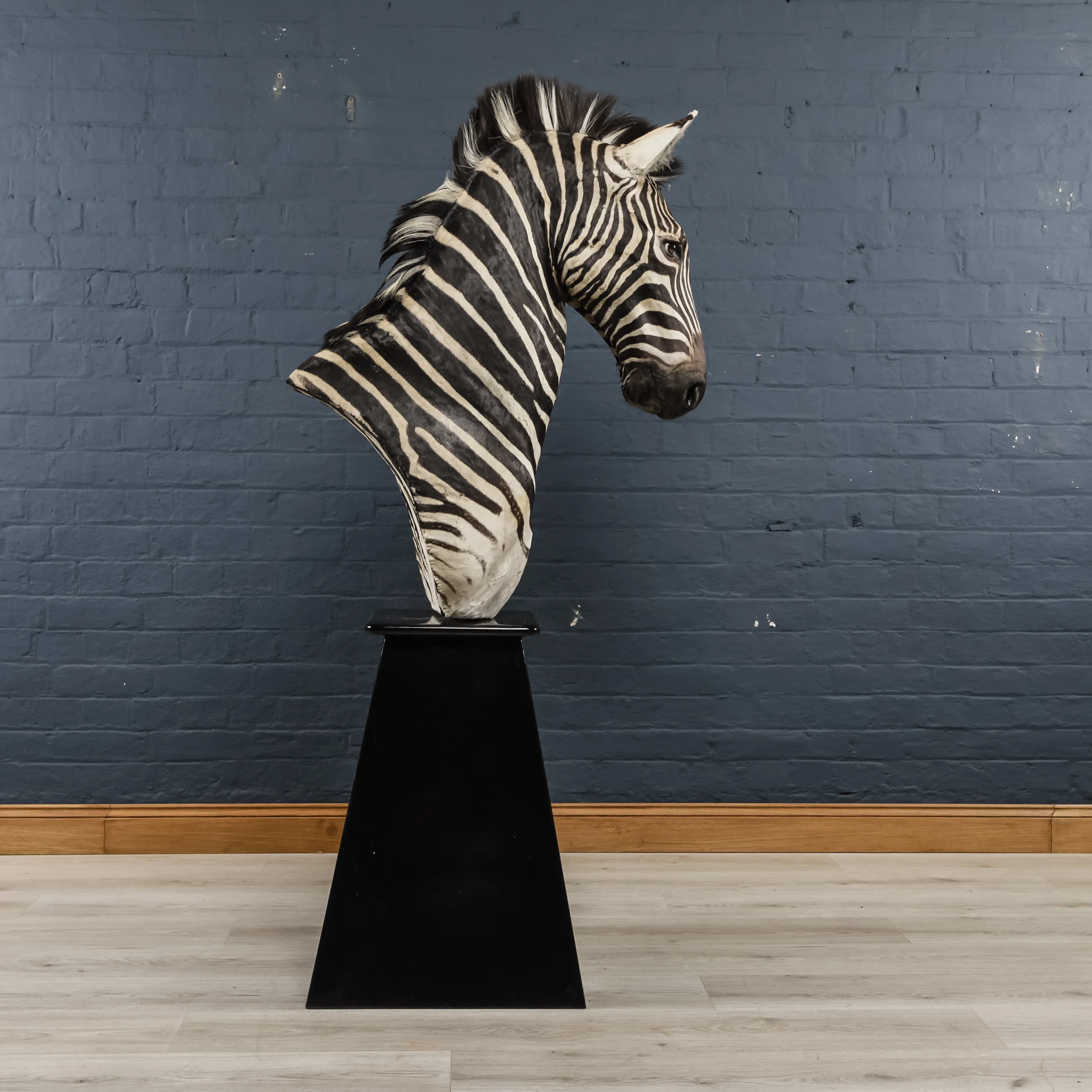 Zebra Bust Two-2.jpg