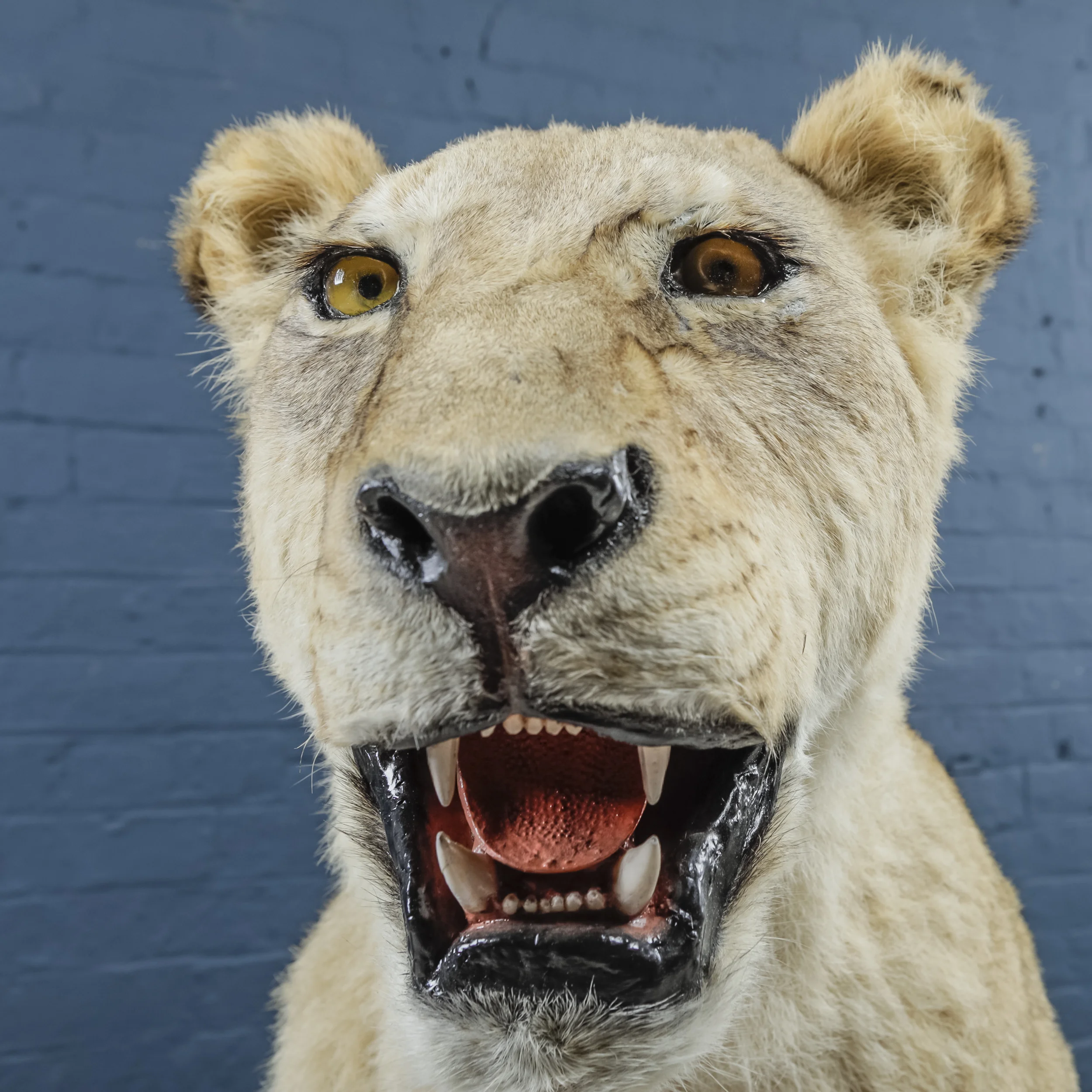 Lioness One-2.jpg
