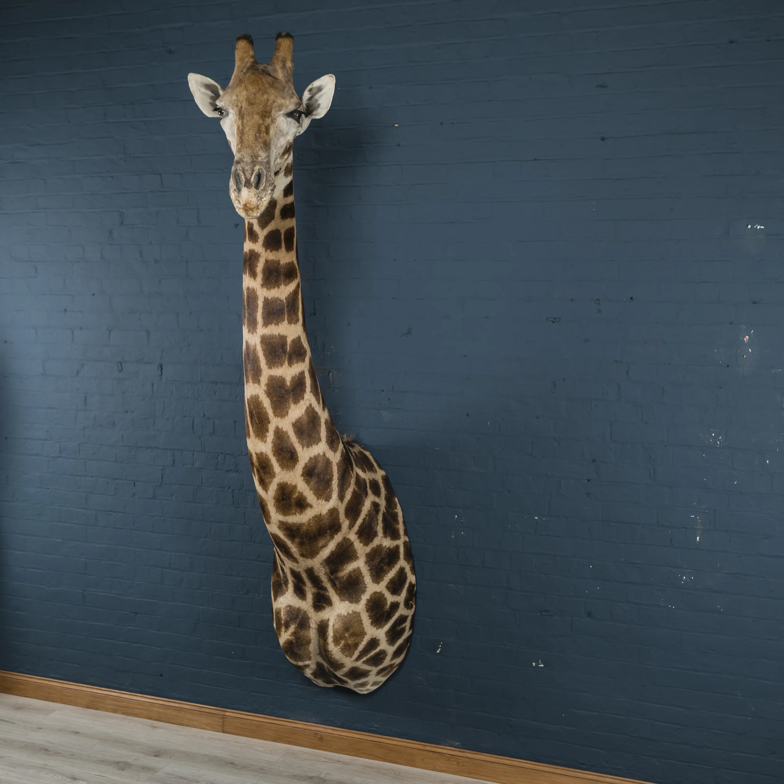 Giraffe Bust Five-2.jpg