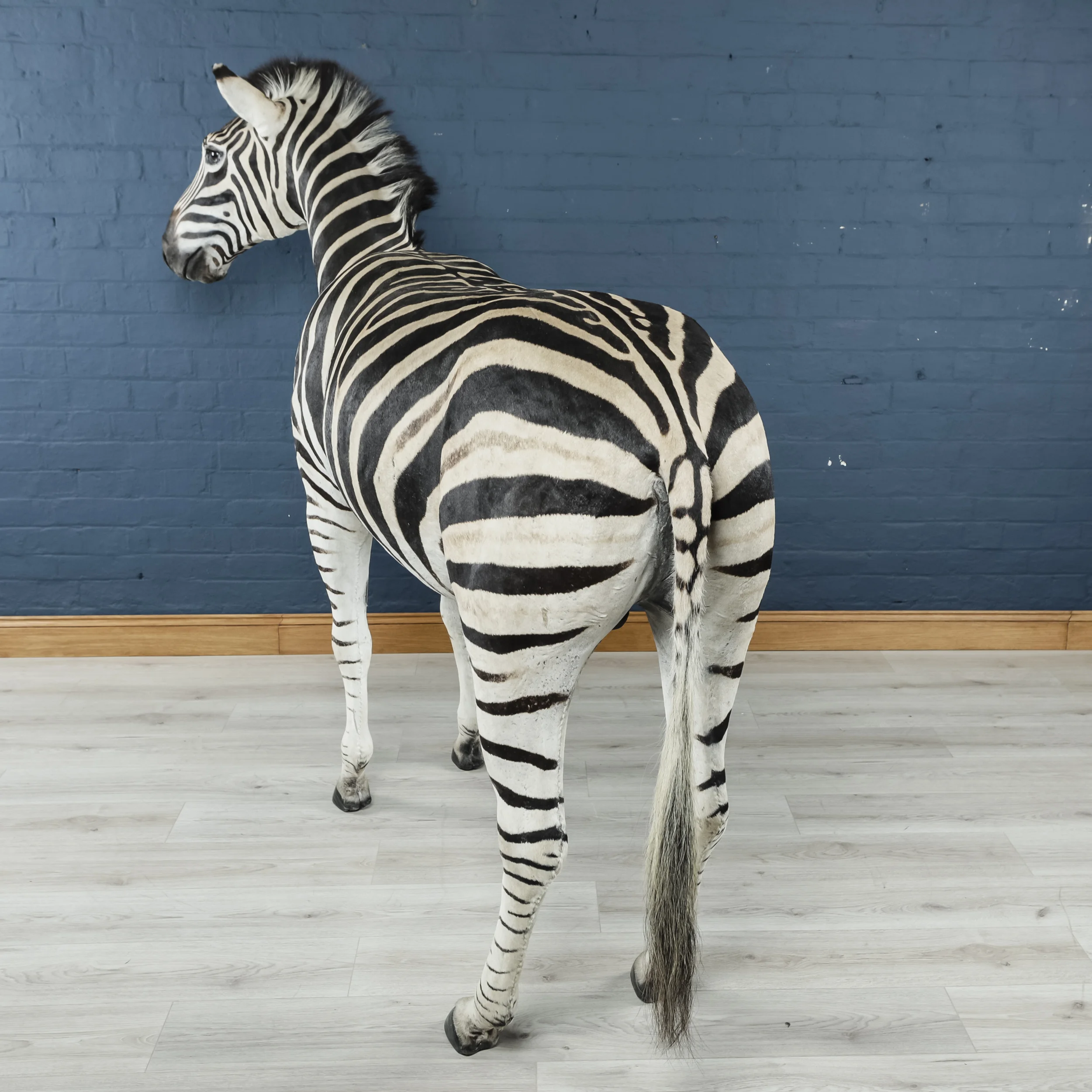 Zebra-13.jpg