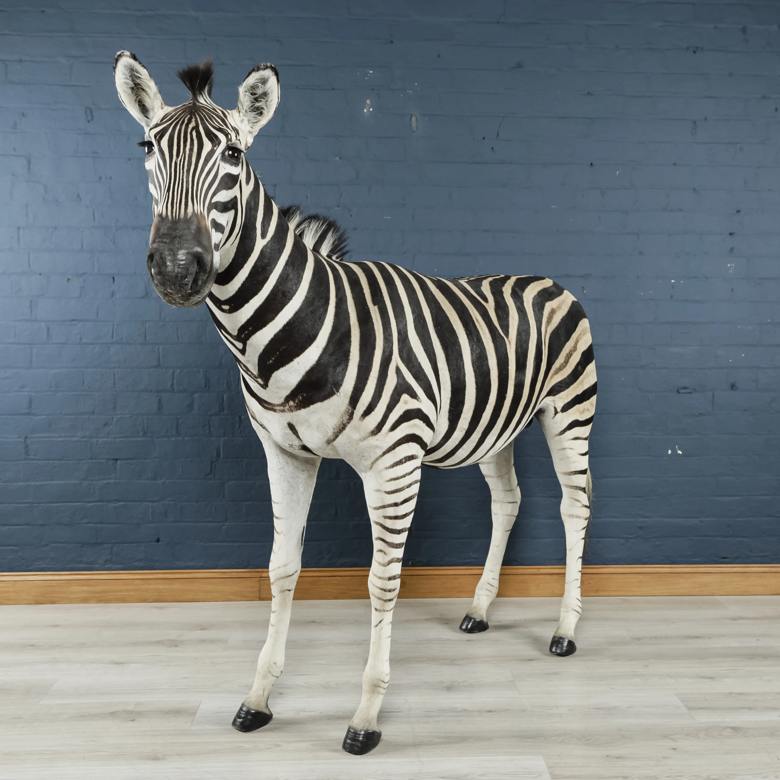 Zebra-6.jpg