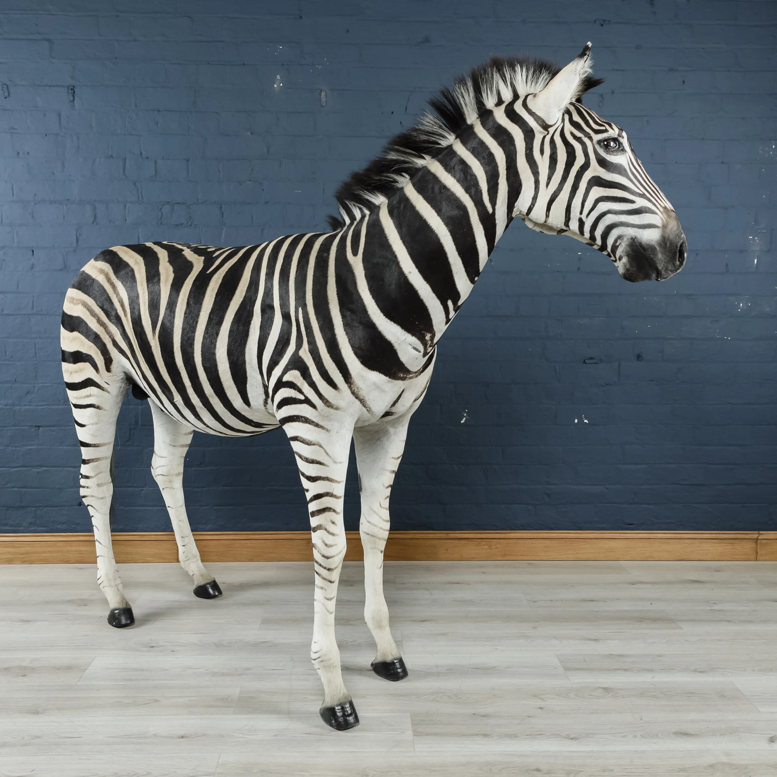 Zebra-2.jpg