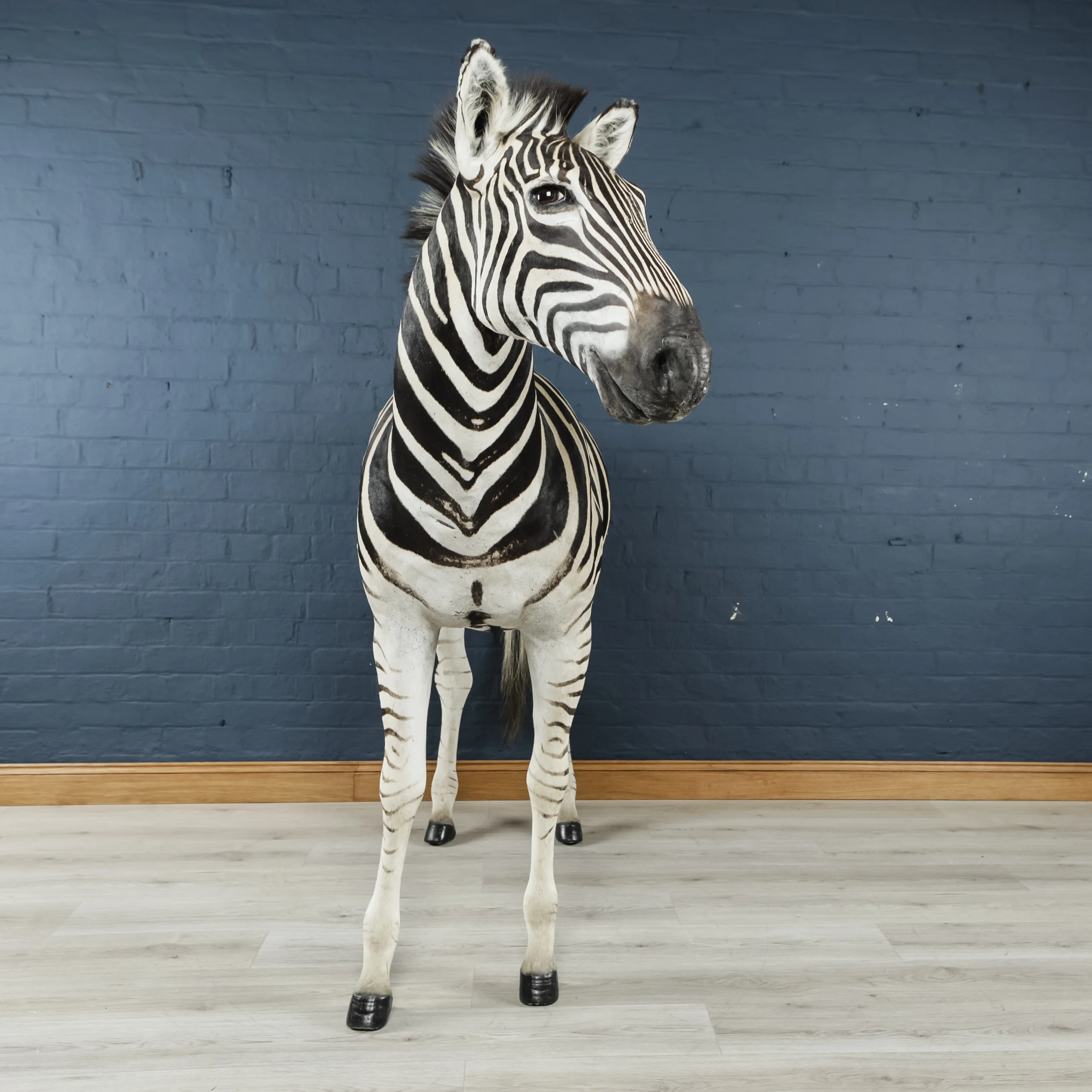 Zebra-3.jpg