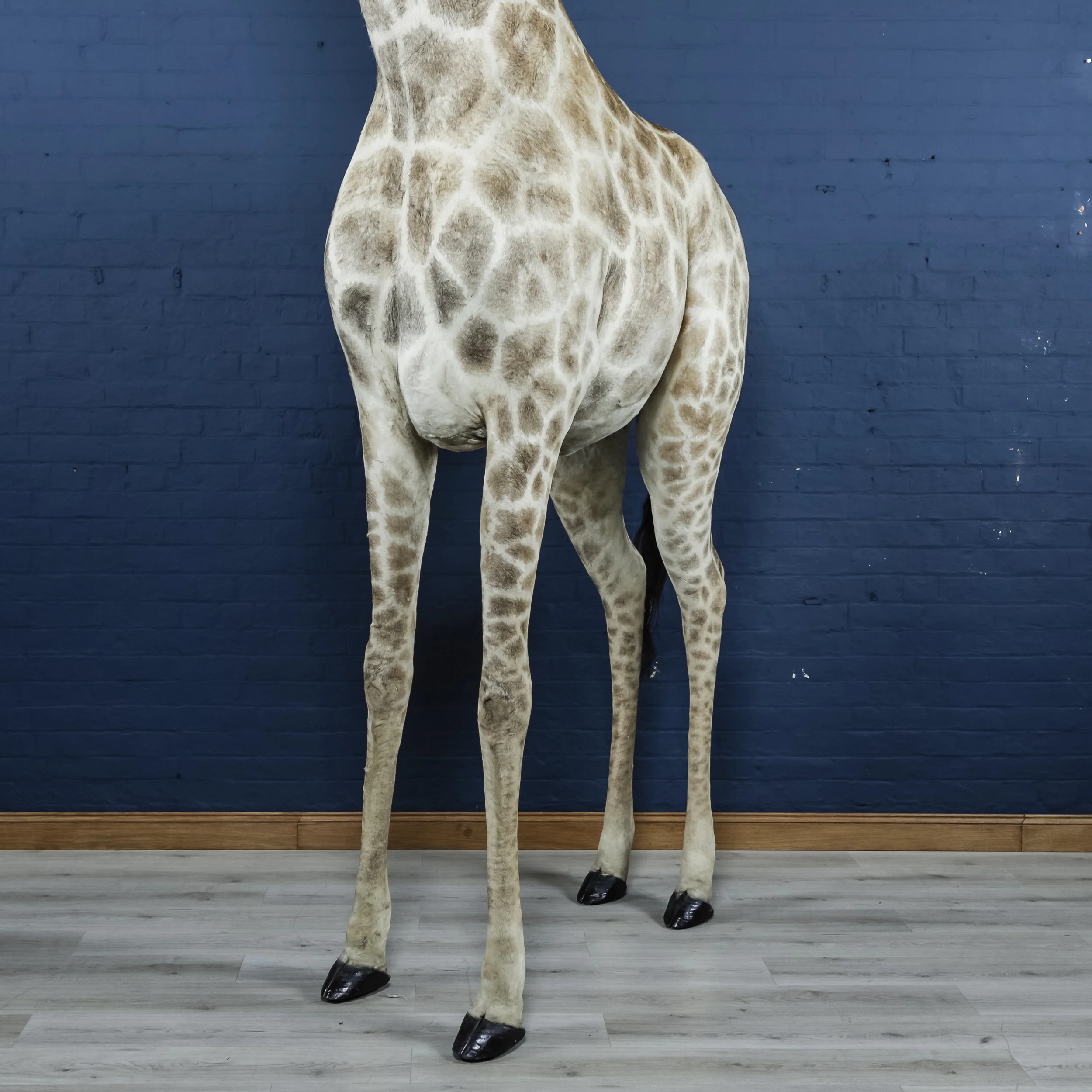 Giraffe-11.jpg