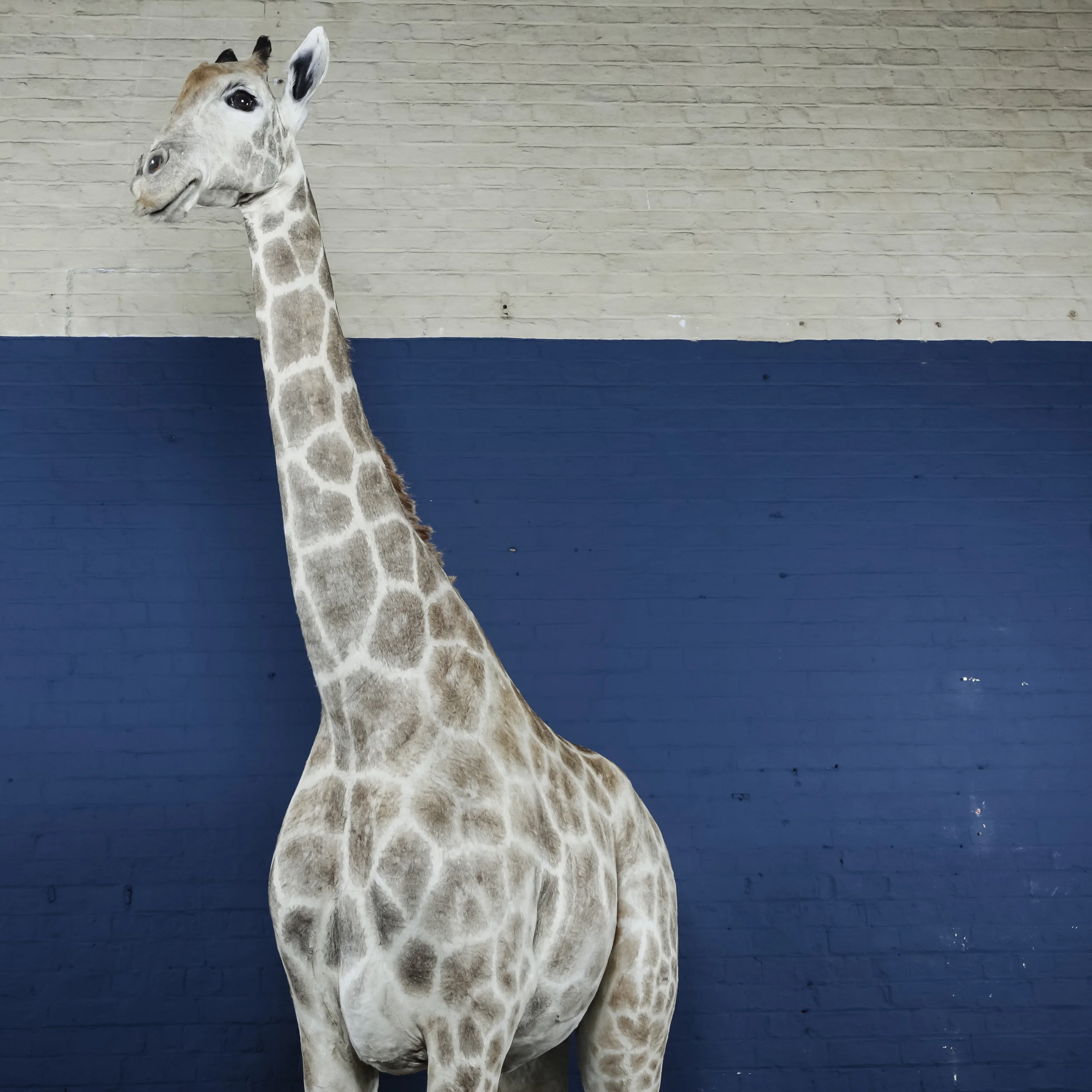 Giraffe-12.jpg
