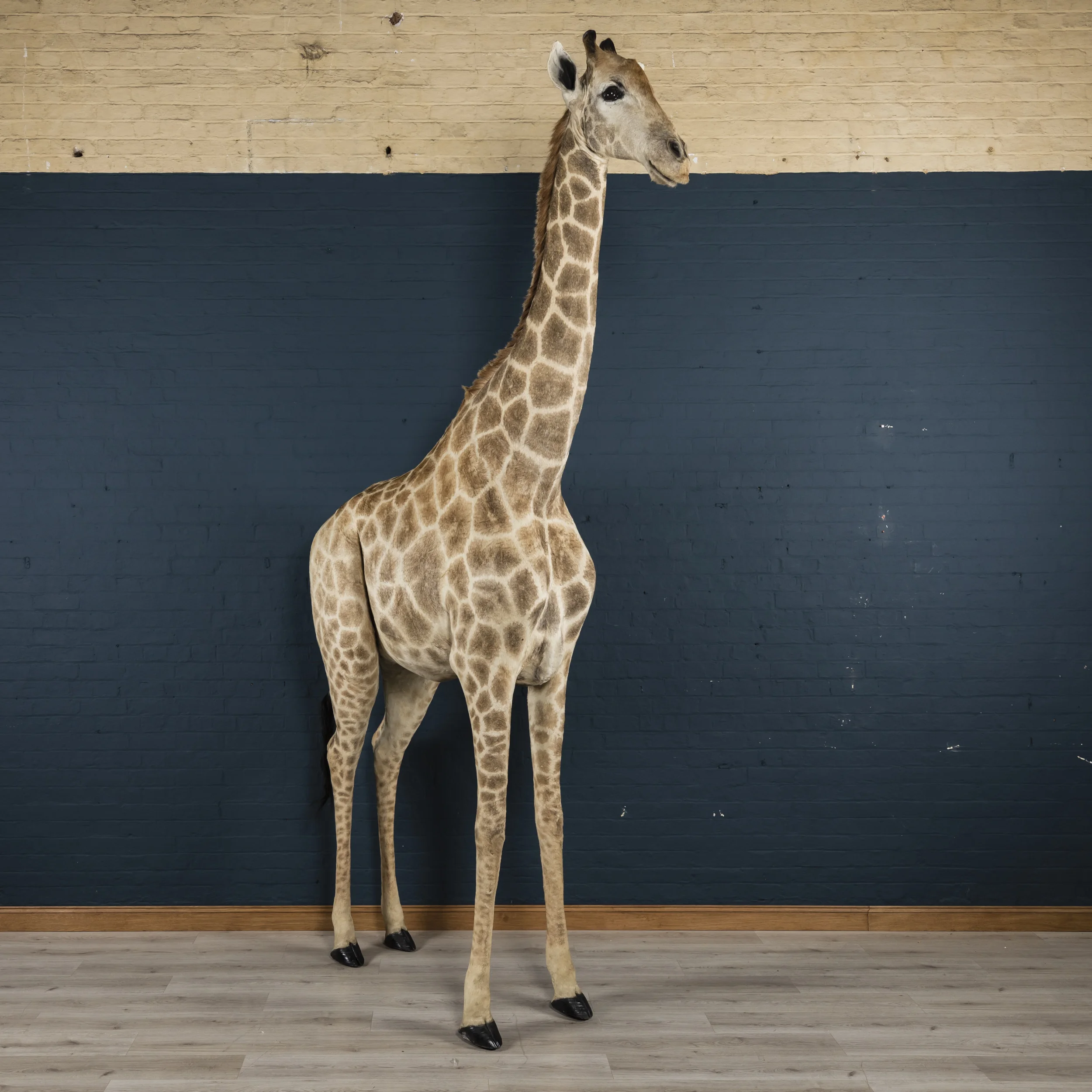 Giraffe-2.jpg
