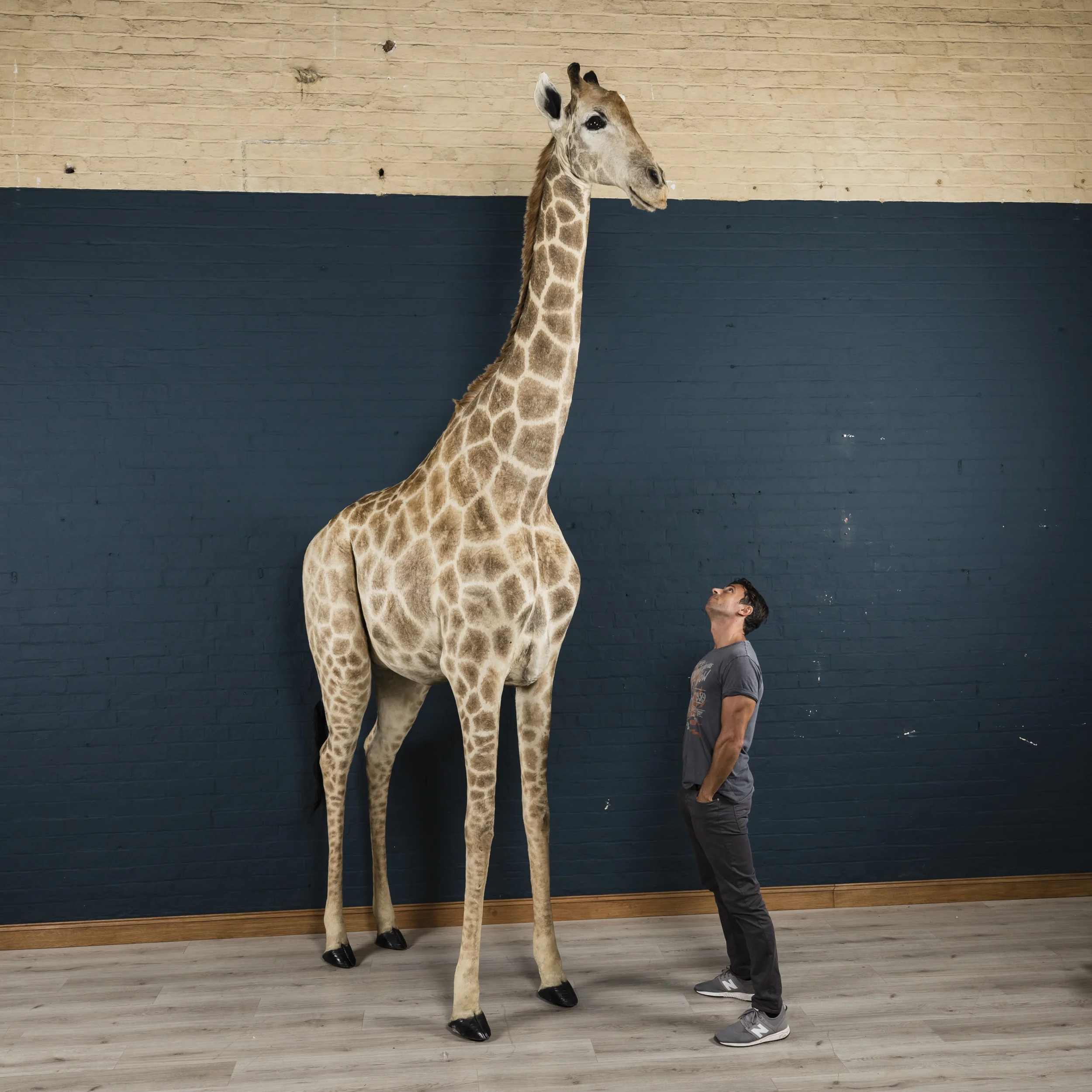 Giraffe-3.jpg