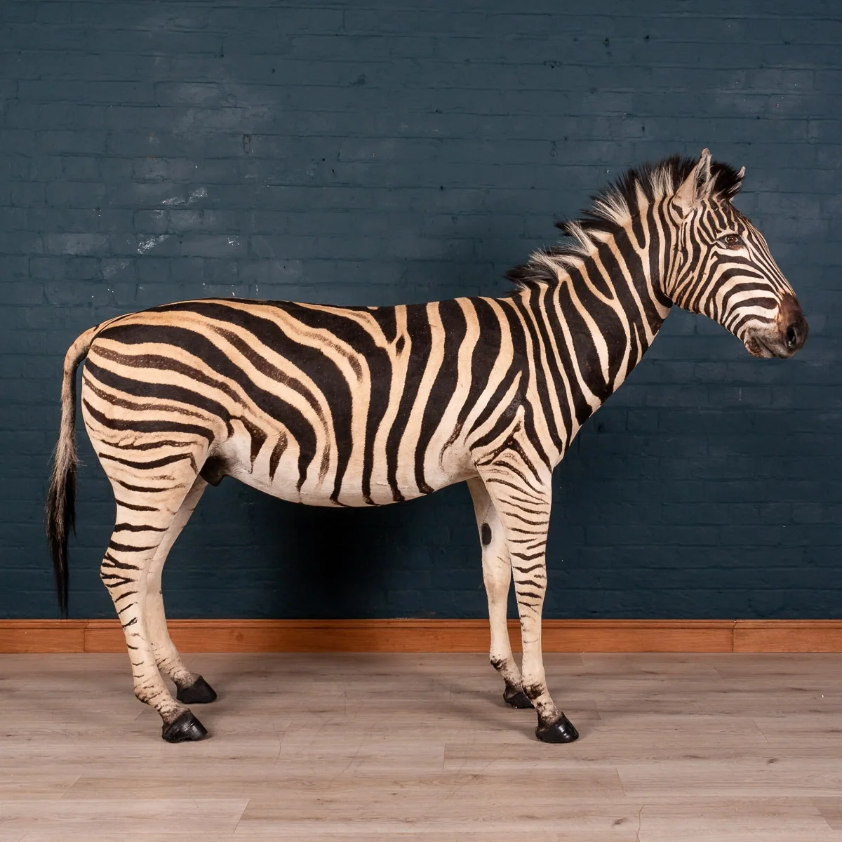 A full mount taxidermy zebra, late 20th century