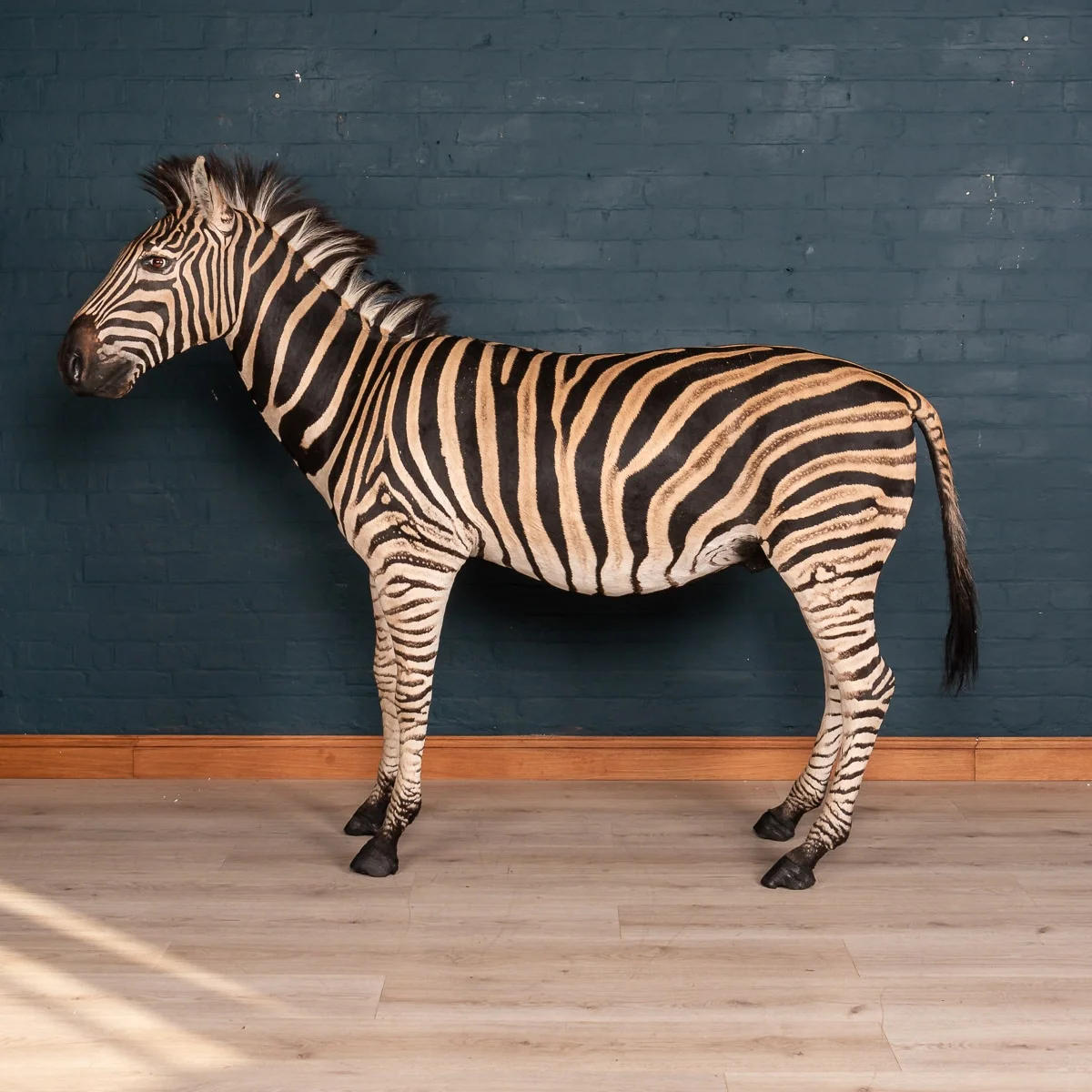 A full mount taxidermy zebra, late 20th century
