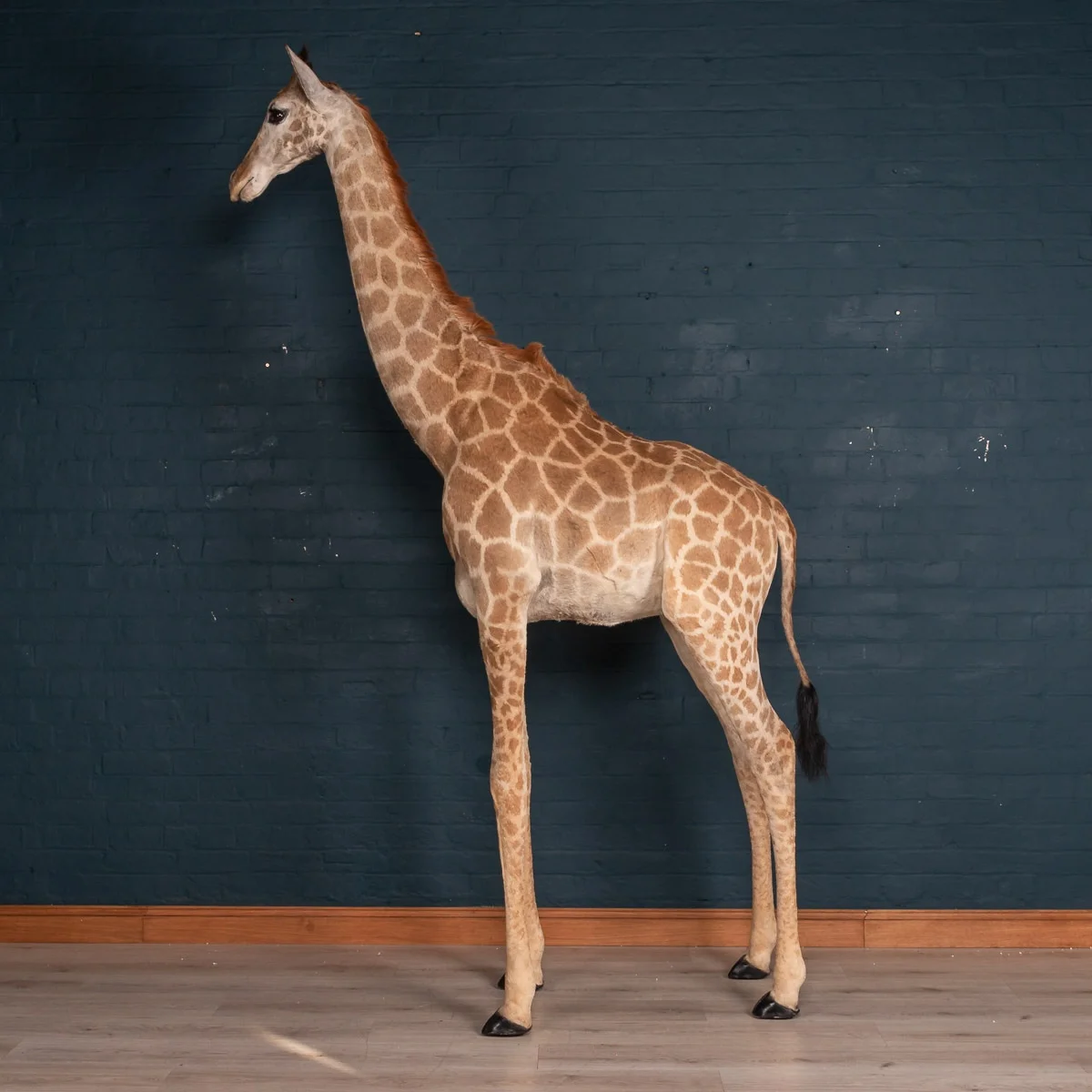 A full mount juvenile taxidermy giraffe, late 20th century